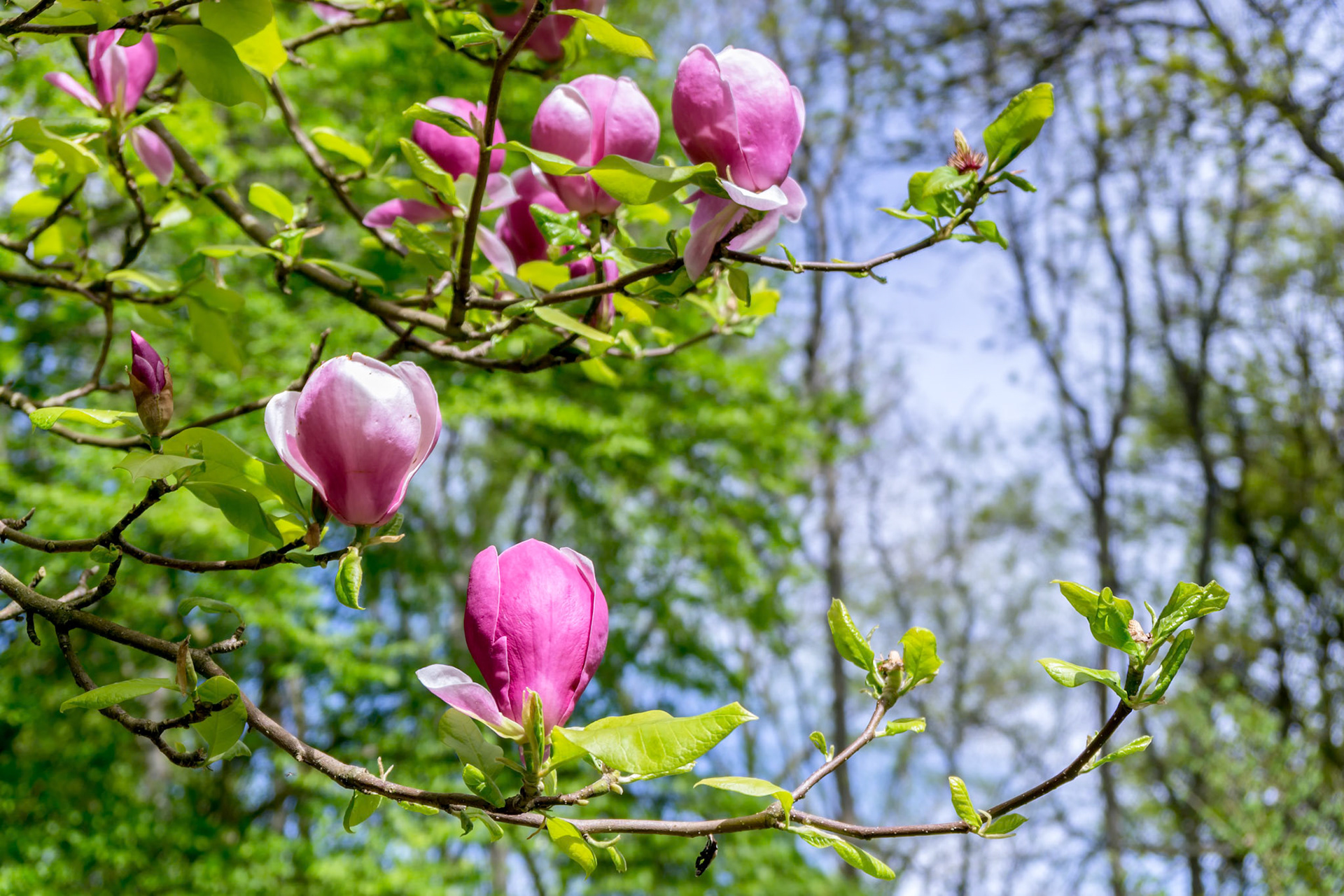 Pink Magnolia Flowering