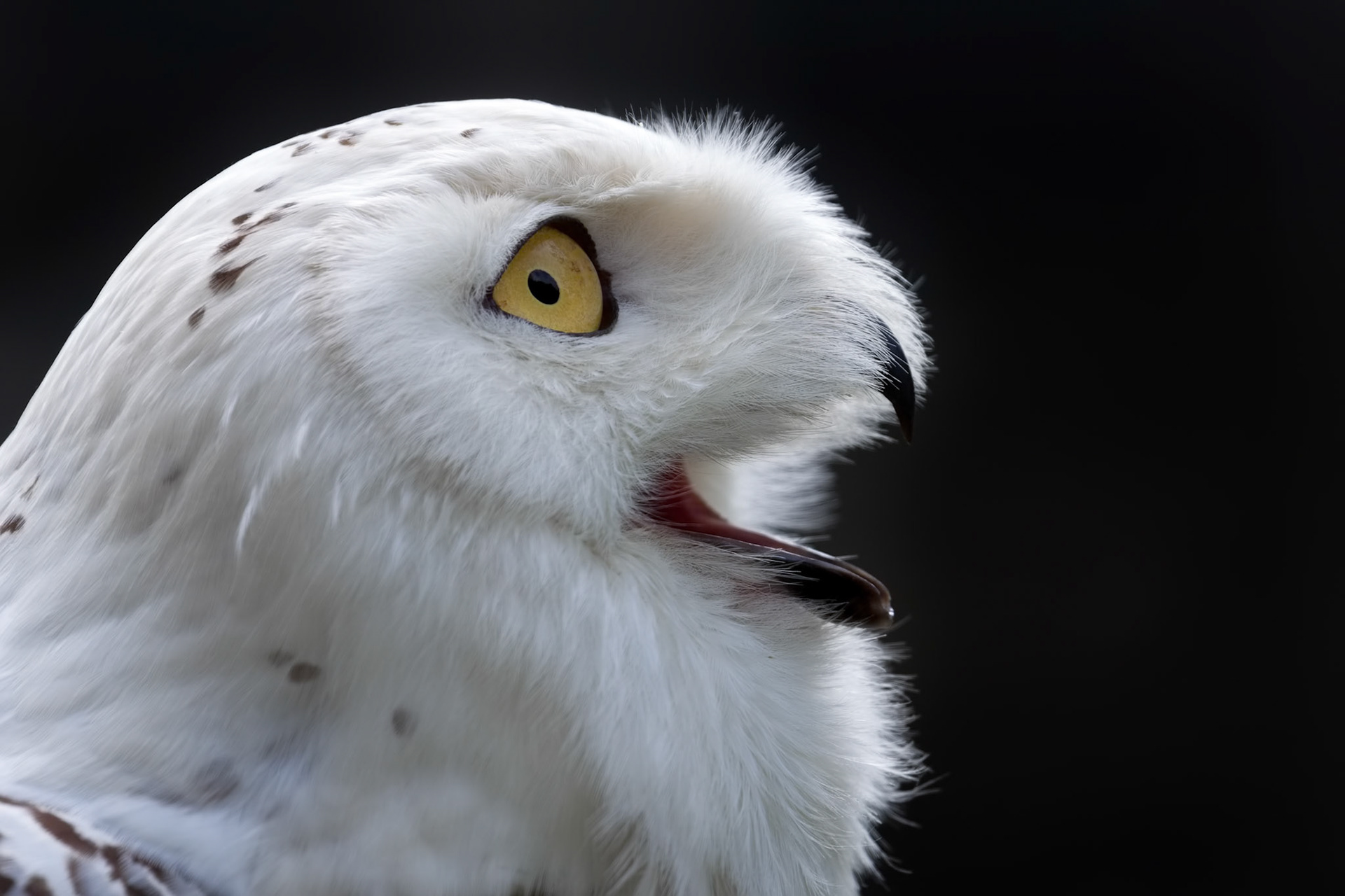 Snowy Owl (Bubo scandiacus)