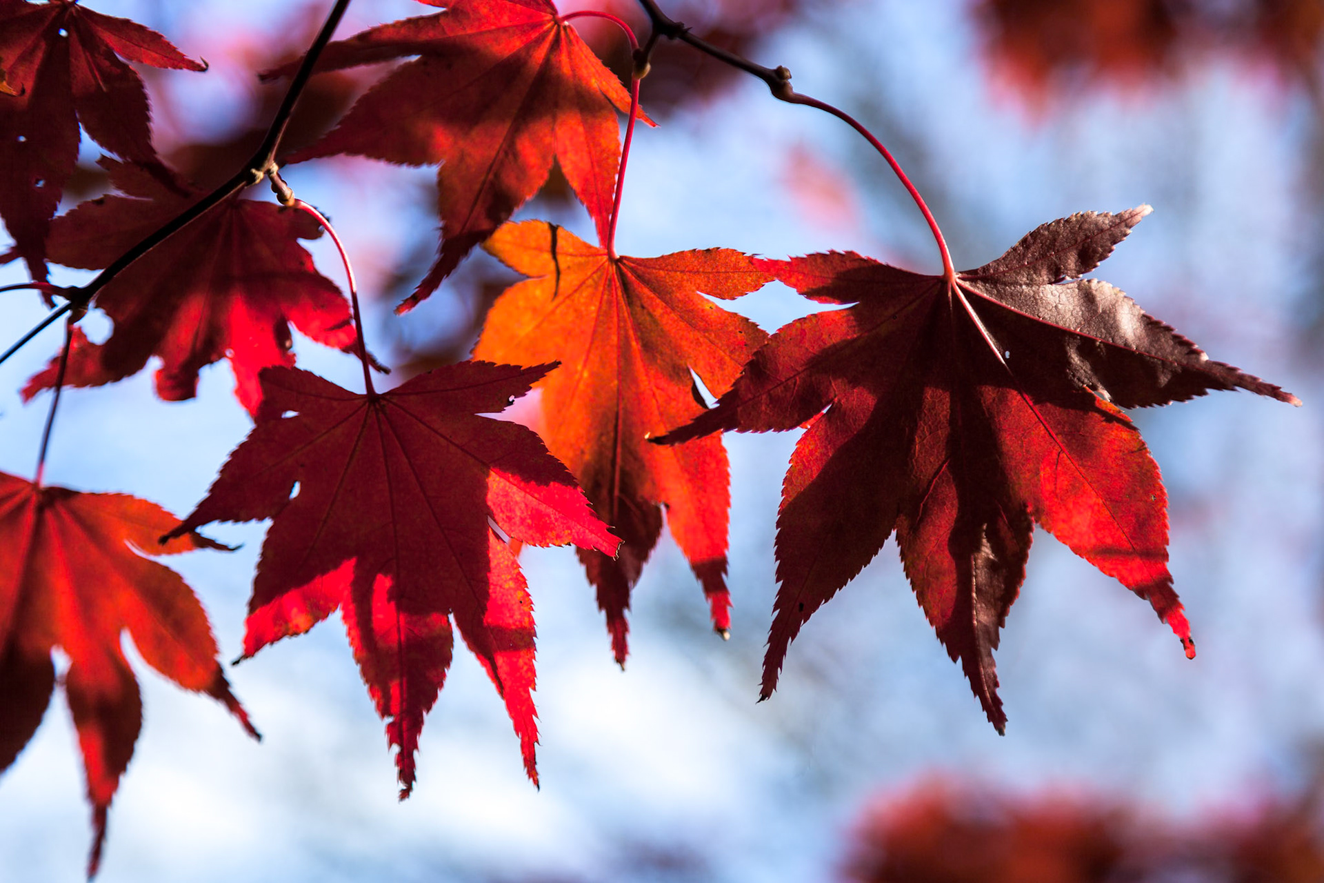 Acer Leaves in Autumn