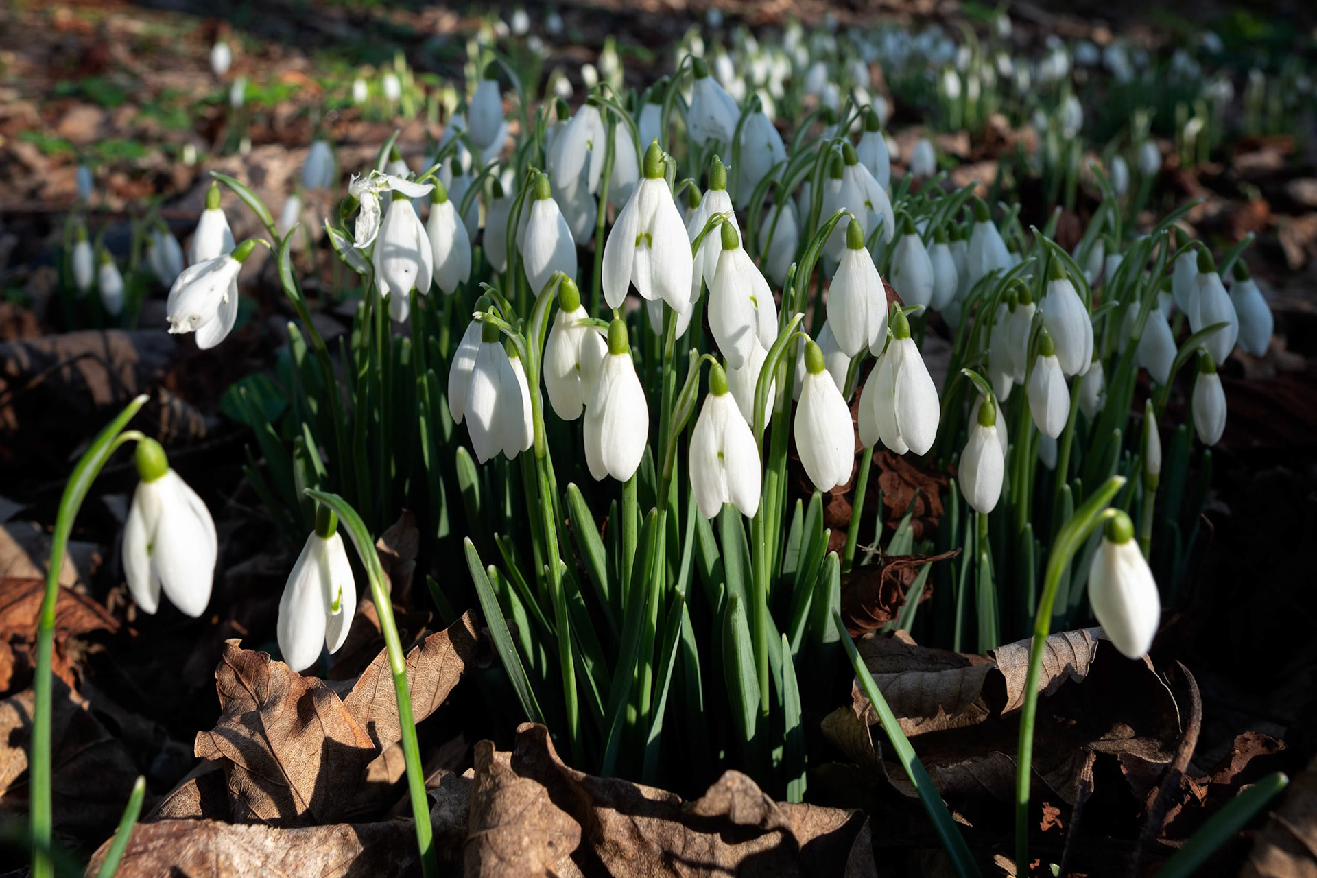 Snowdrops flowering in January in Folkington East Sussex