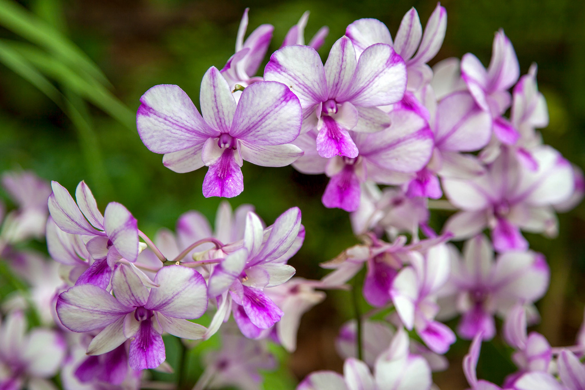 Orchid in Singapore Botannical Gardens