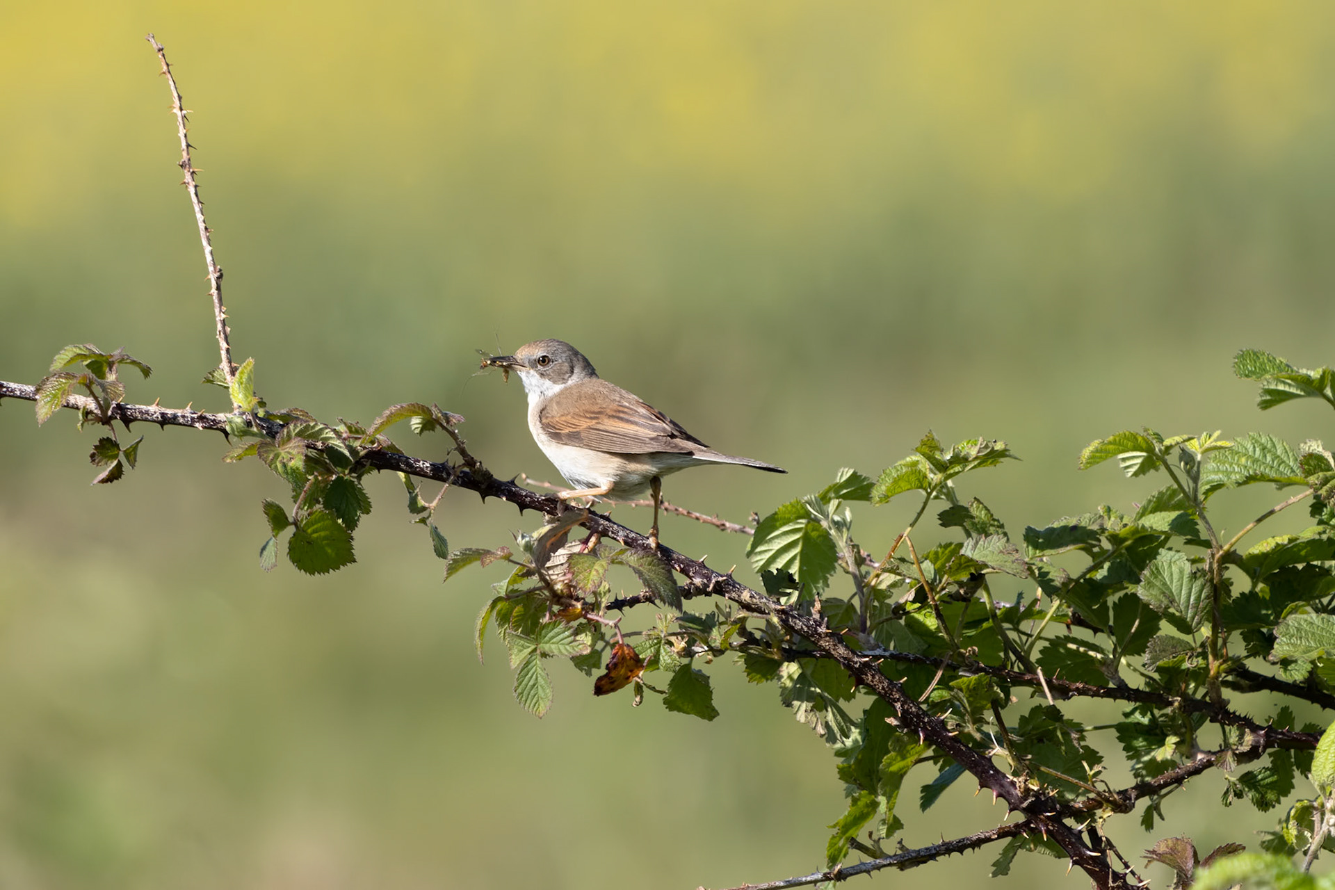 Common Whitethroat (Sylvia communis) hunting for food