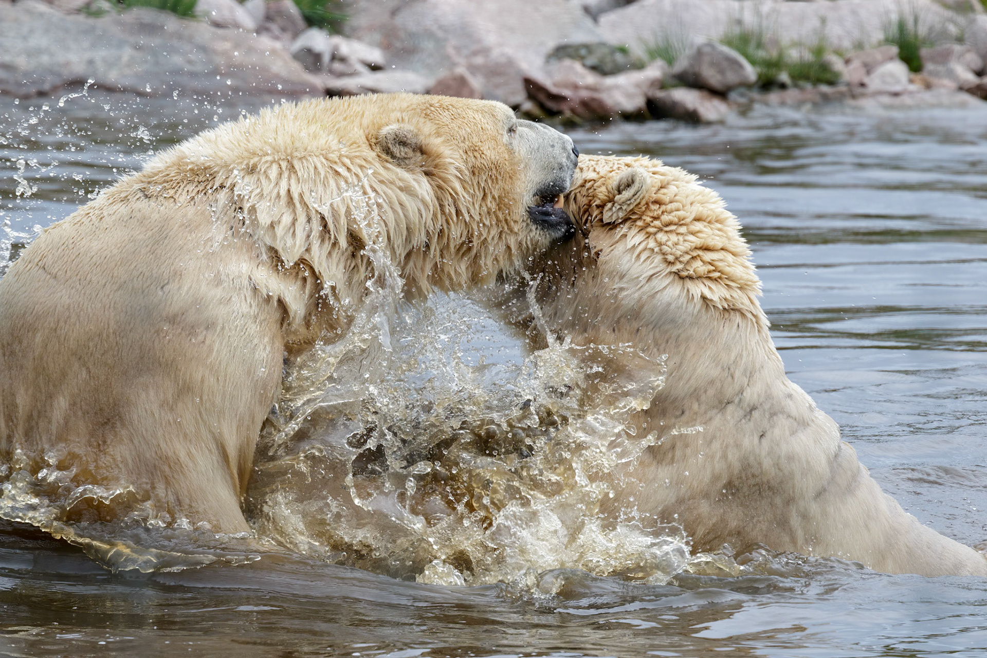 Polar Bears (Ursus maritimus) playing together in the water