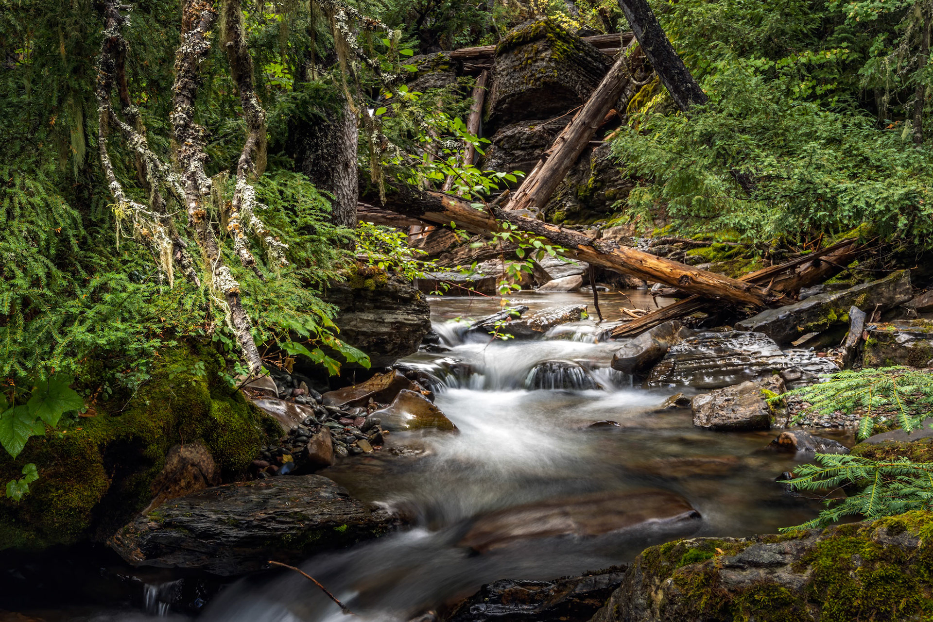 Damp dark Holland Creek in Montana