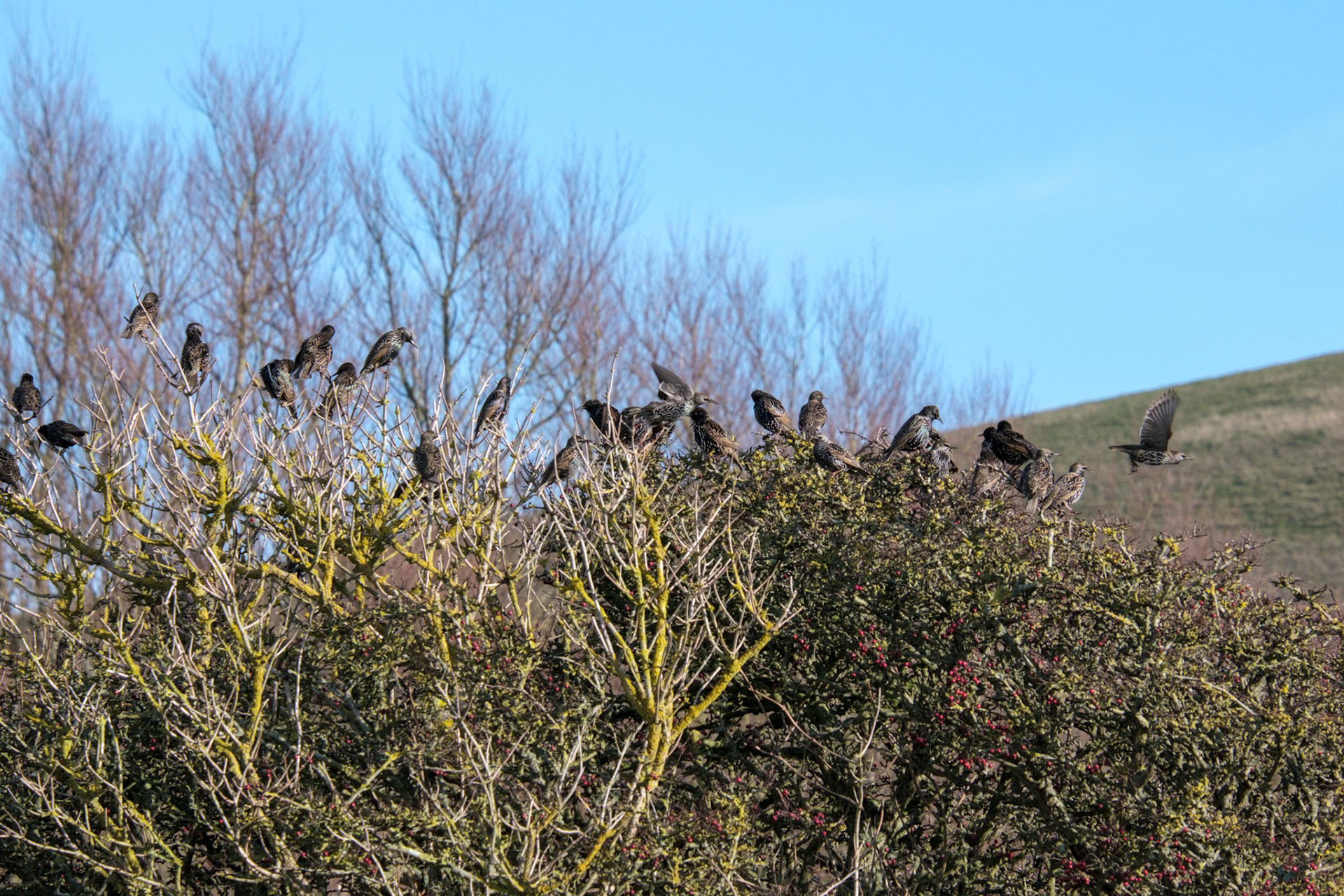 Flock of Starlings on a tree at Southease in East Sussex