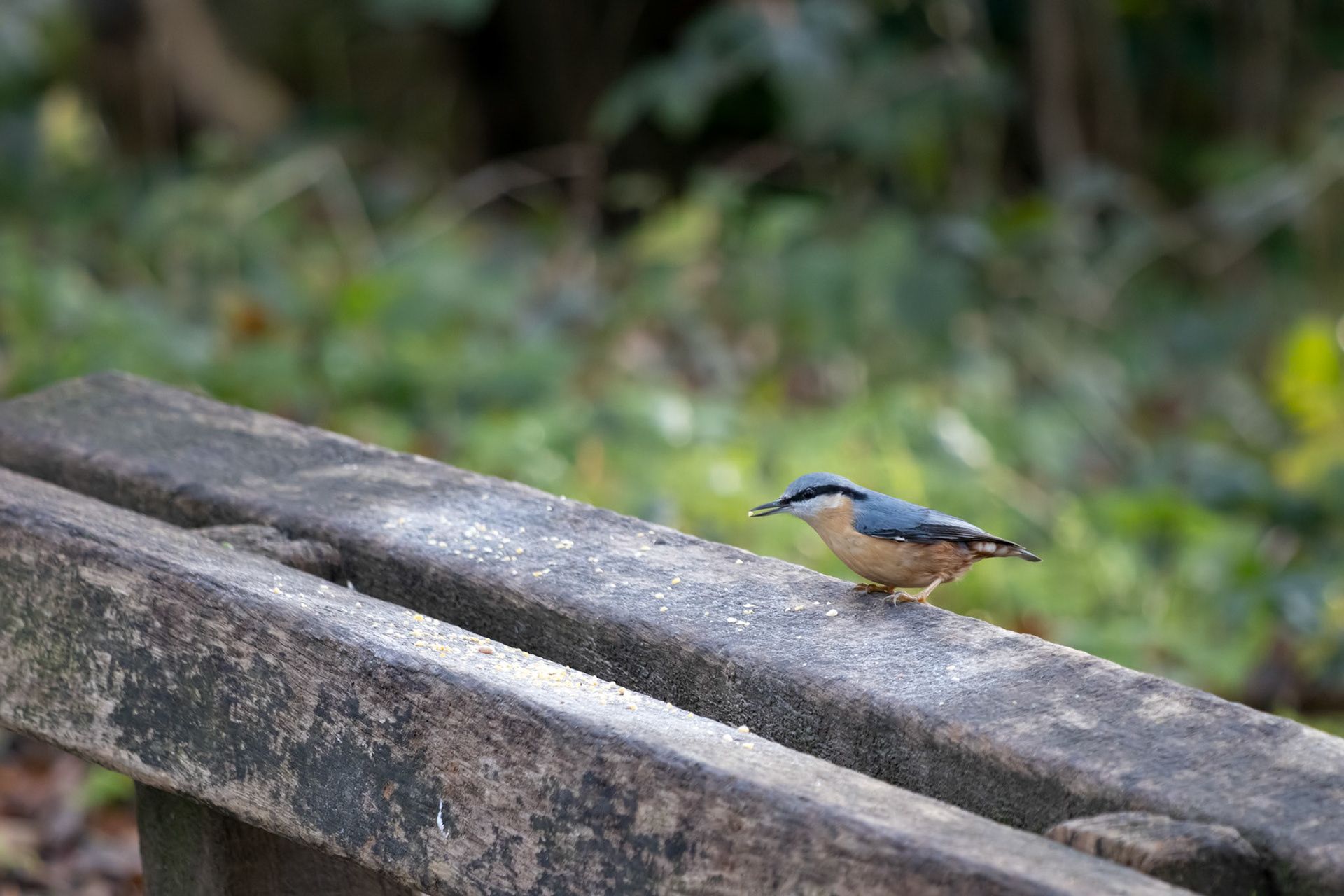 Nuthatch perched on a wooden bench ready to eat some seed