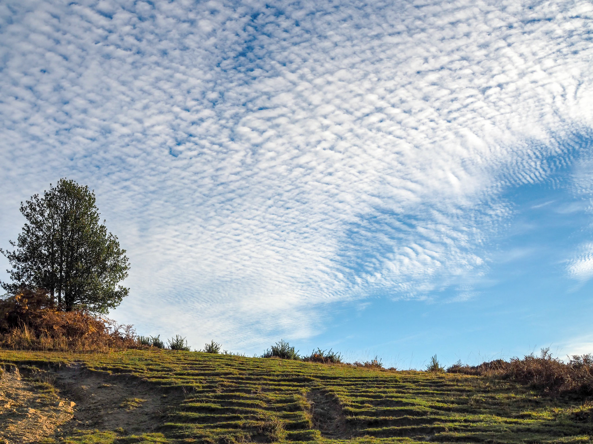 Scenic View of the Ashdown Forest in Sussex