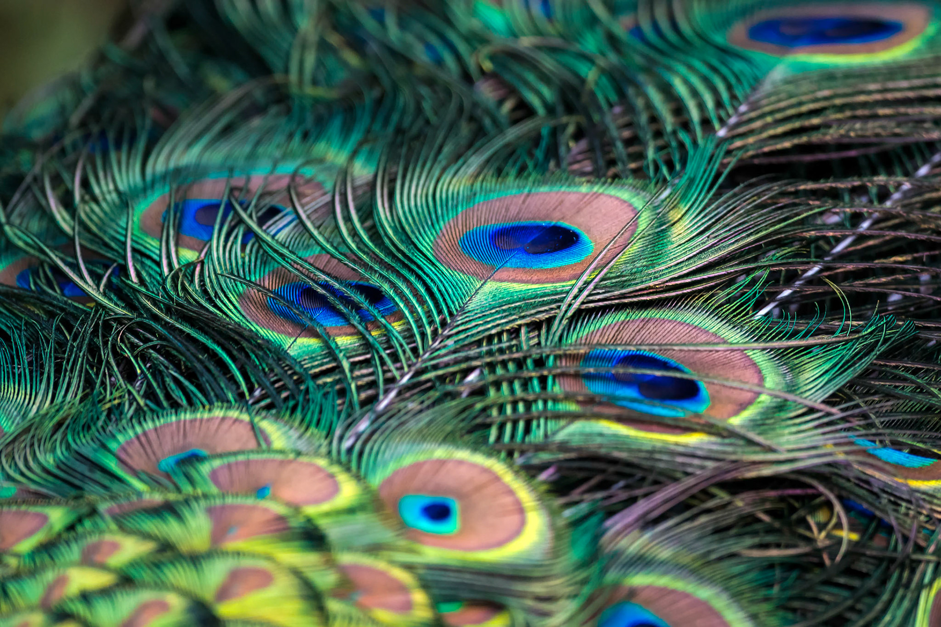 Peacock (Pavo cristatus)