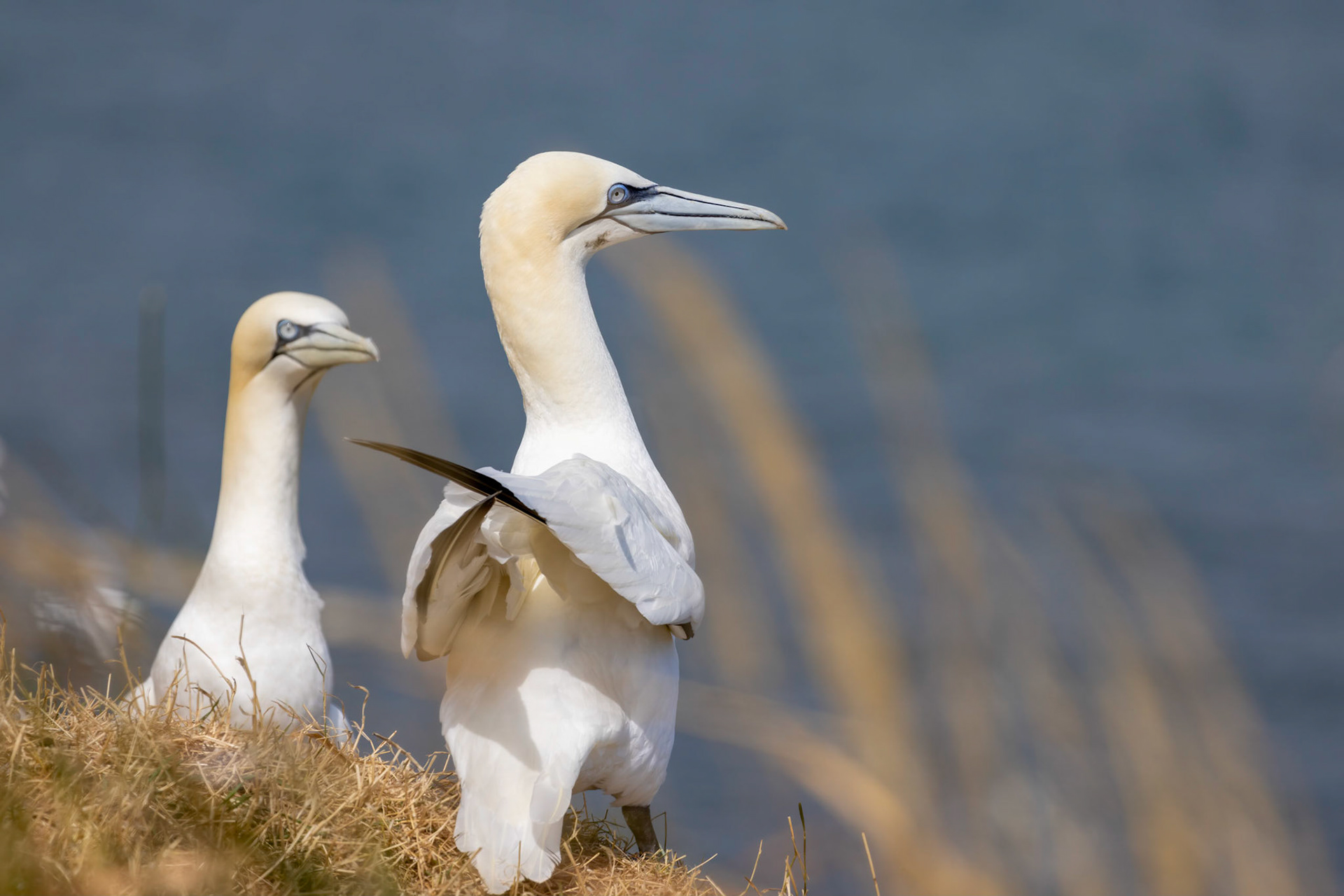 Gannets, Morus bassanus, at Bempton Cliffs in Yorkshire