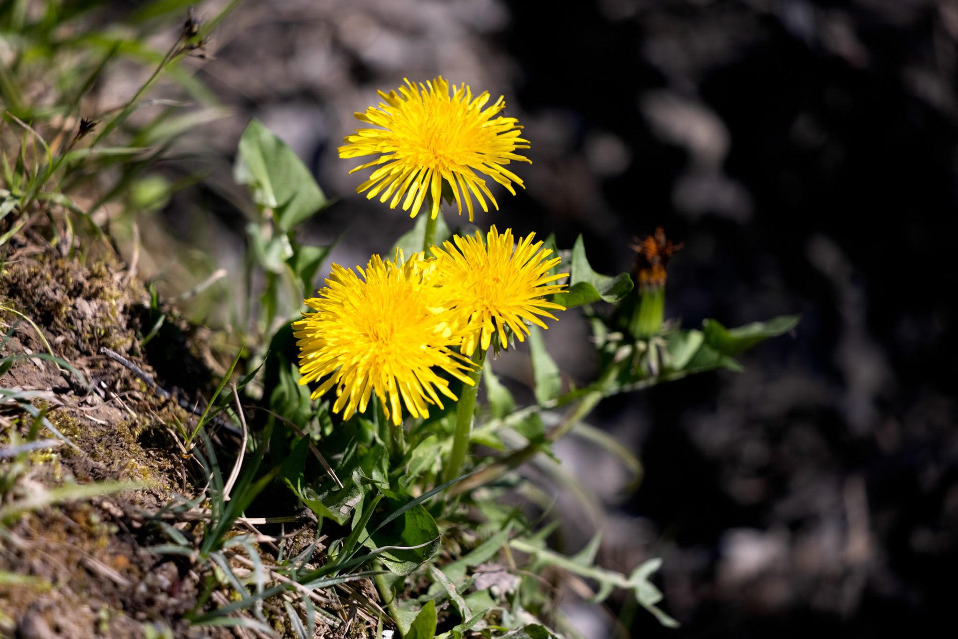 Close-up of a Clump of Dandelions (Taraxacum)