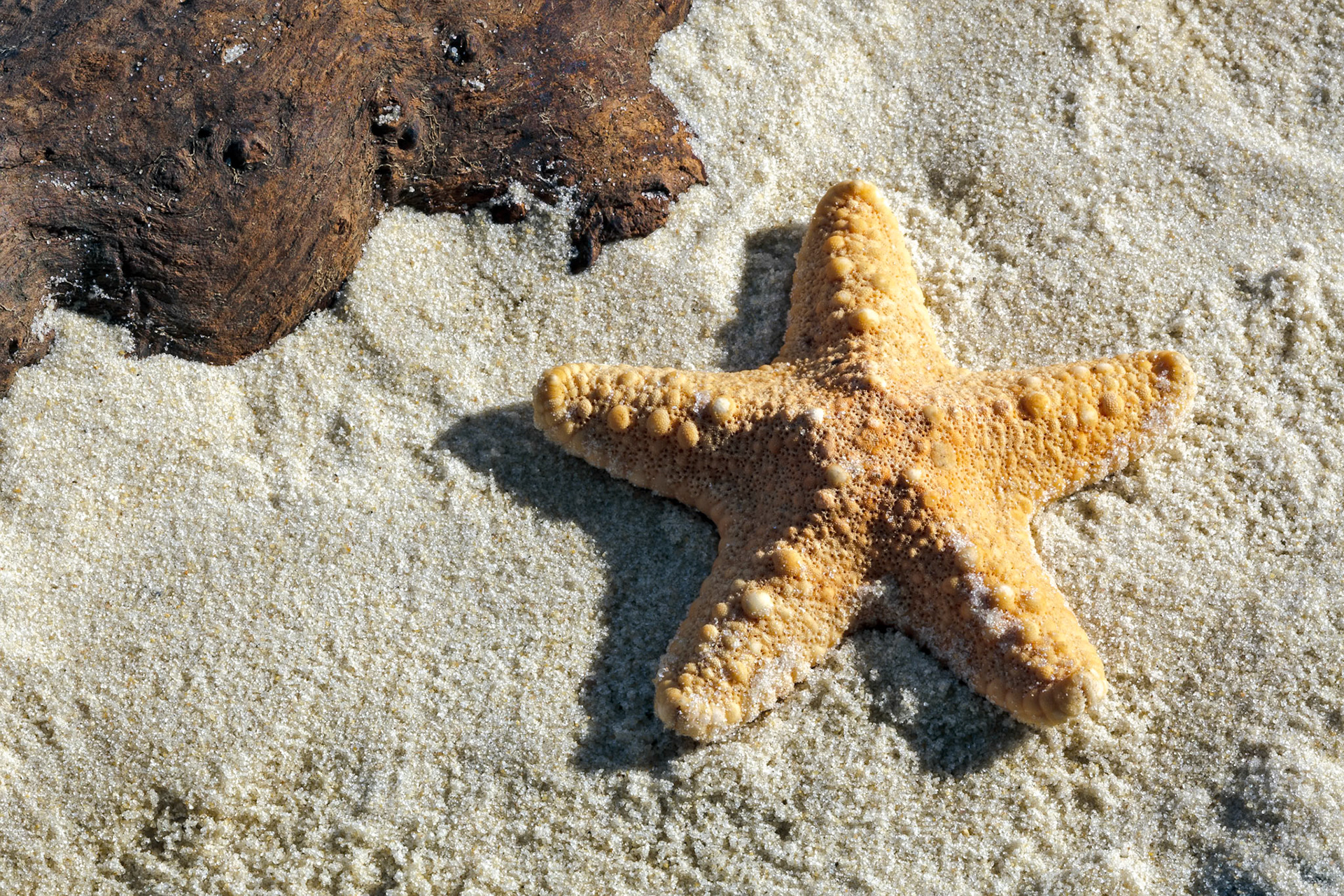 Jungle Starfish