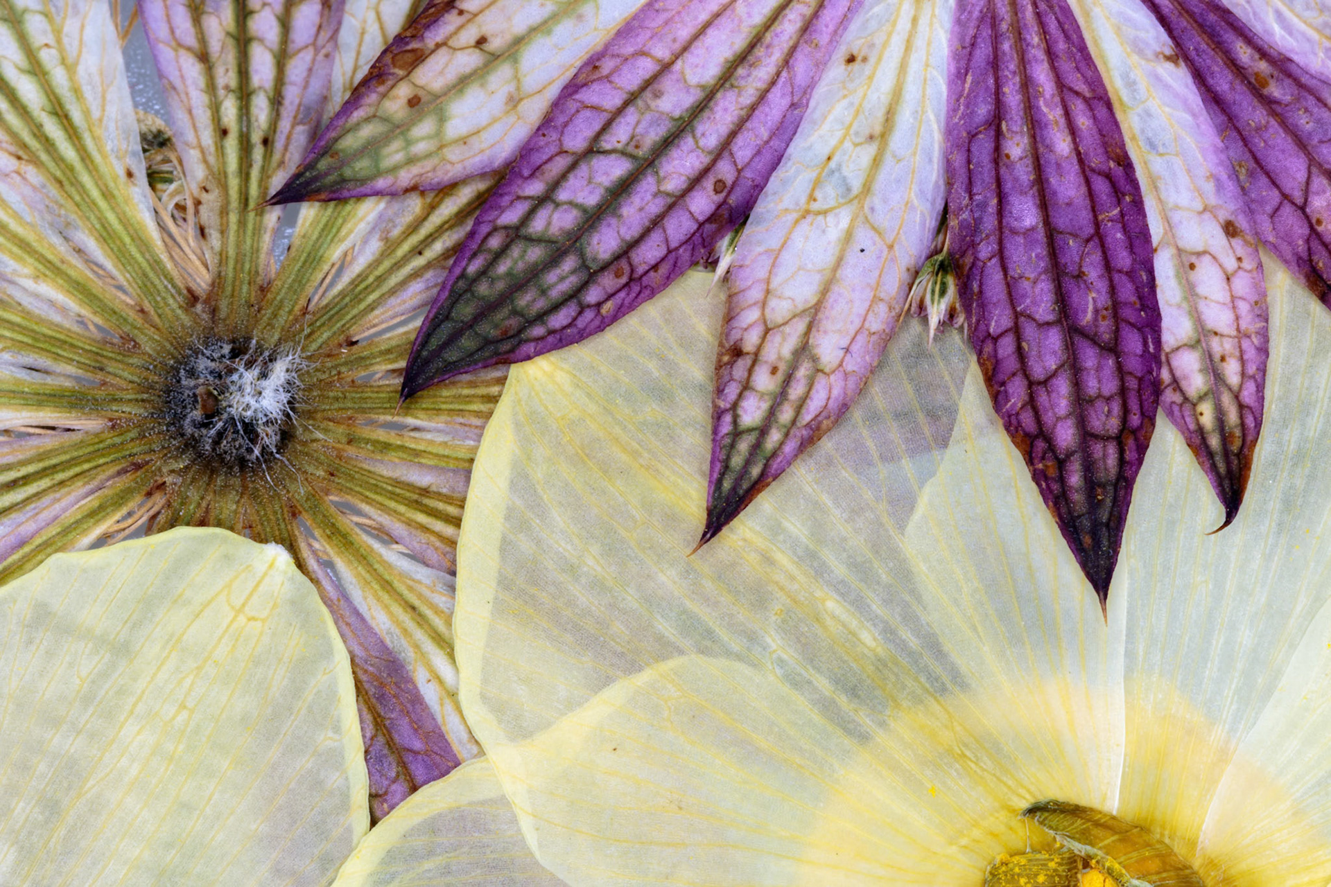 Pressed Flowers Abstract