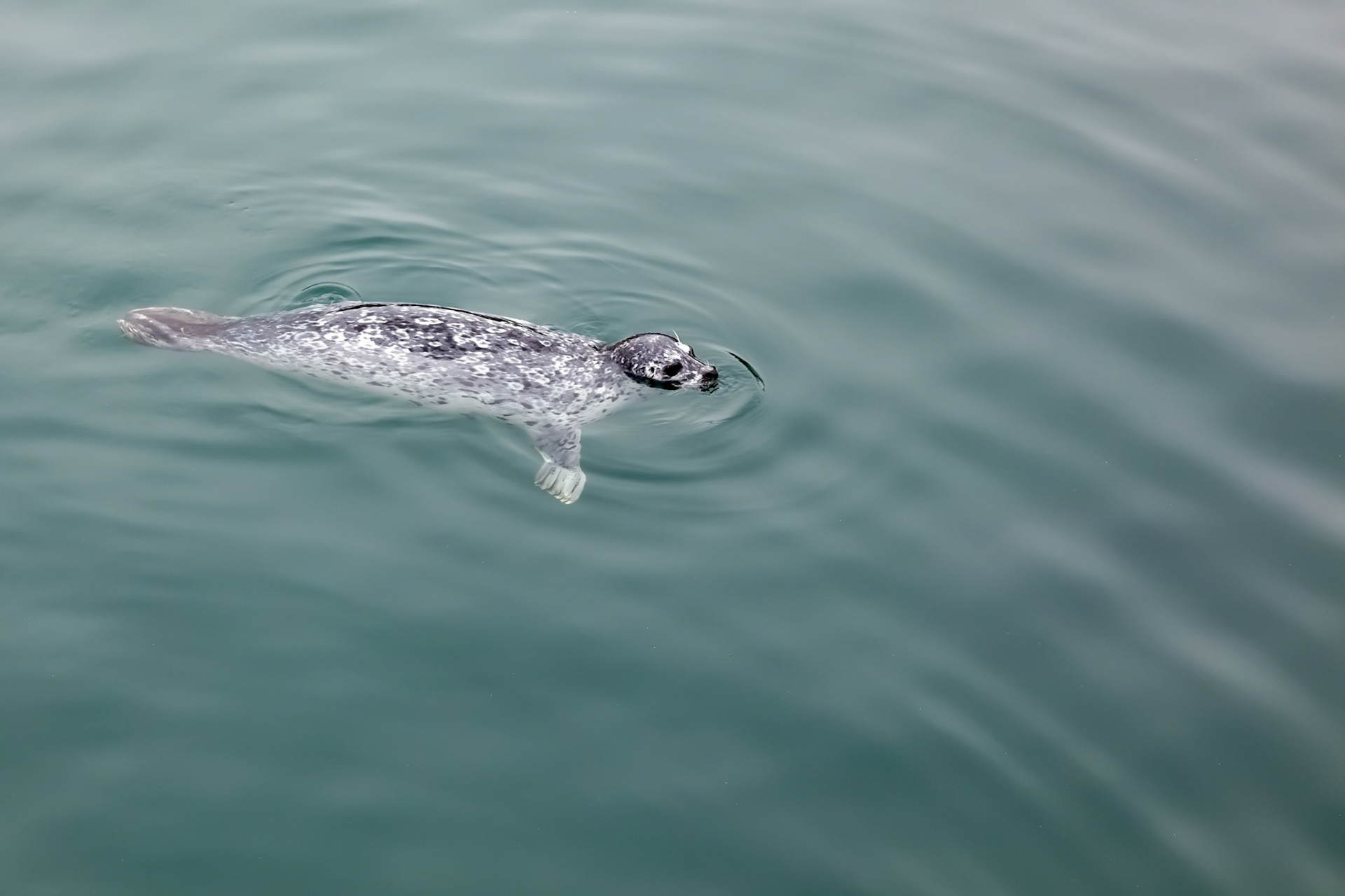 Common Seal (Phoca vitulina)