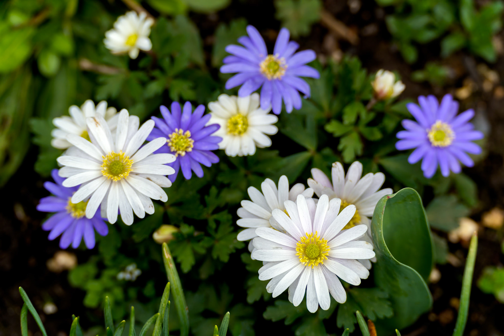 A group of Greek Anemones (Blanda Schott and Kotschy) flowering in springtime