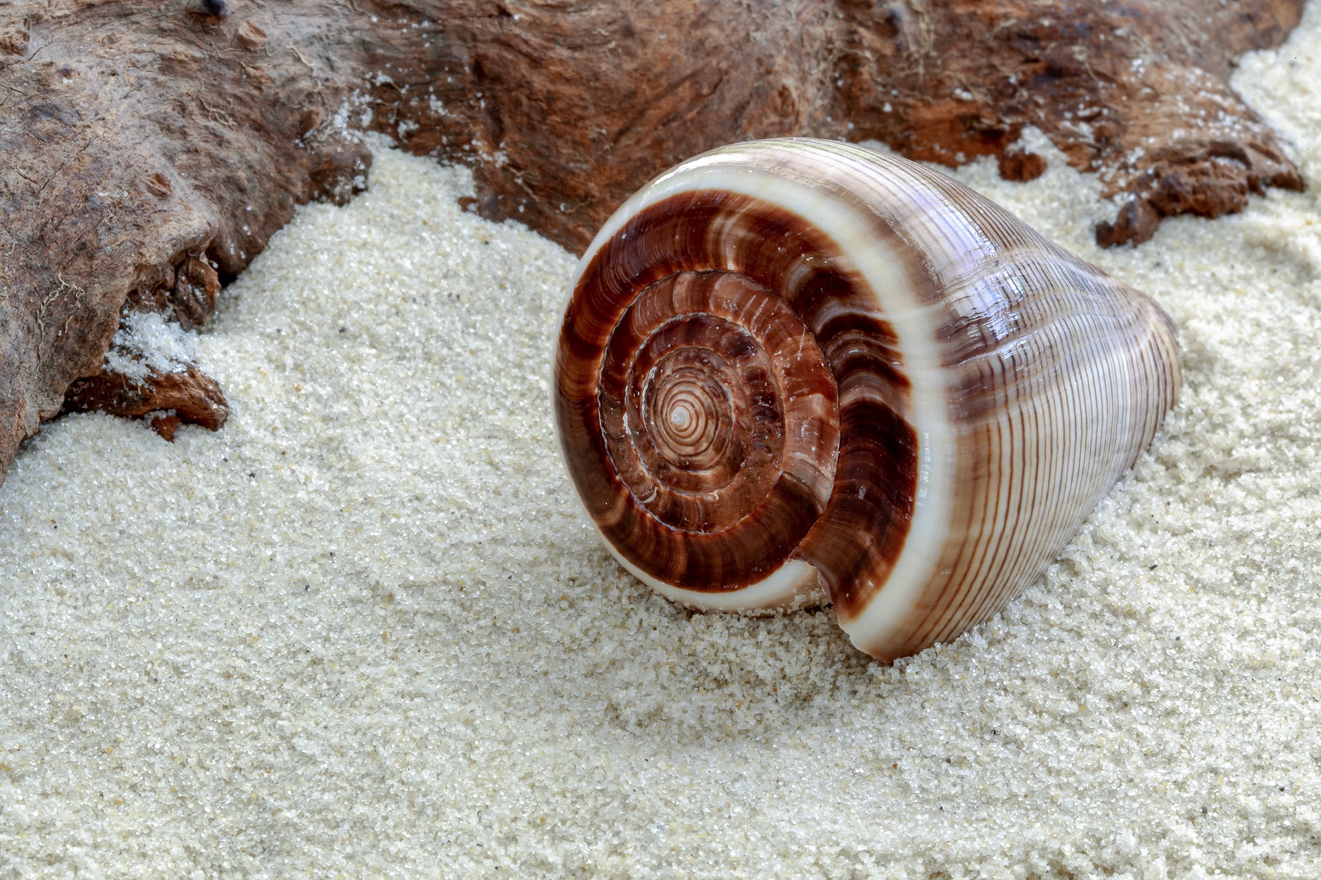 Cone Shaped Shell
