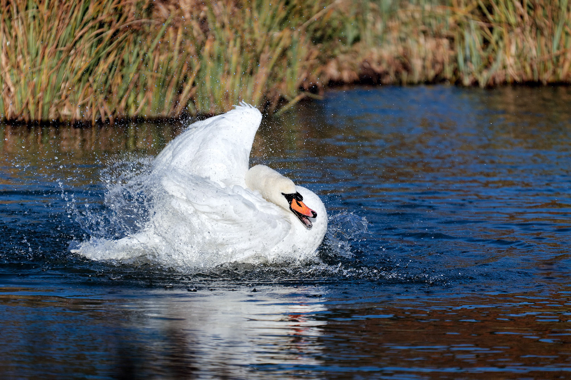 Mute Swan (Cygnus olor)