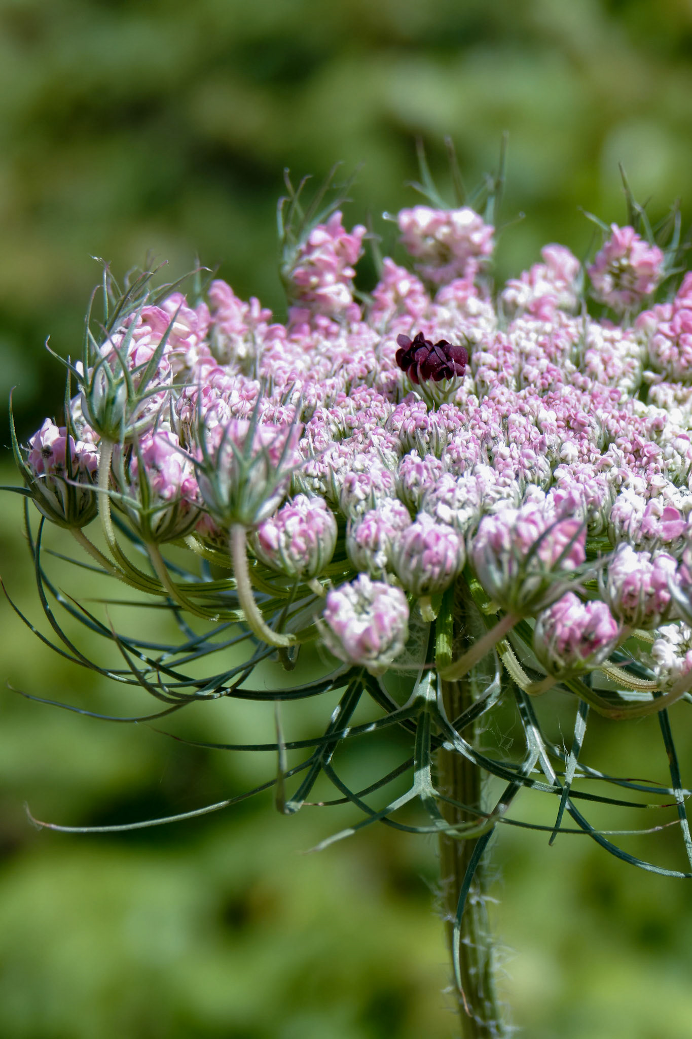 Wild Carrot (Daucus carota) in Sardinia