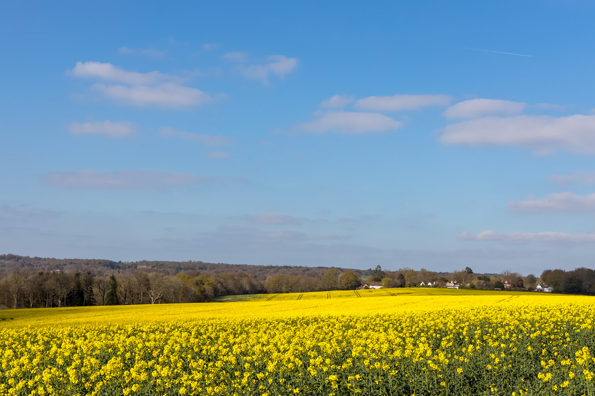 Rapeseed (Brassica napus) flowering in the East Sussex countryside near Birch Grove