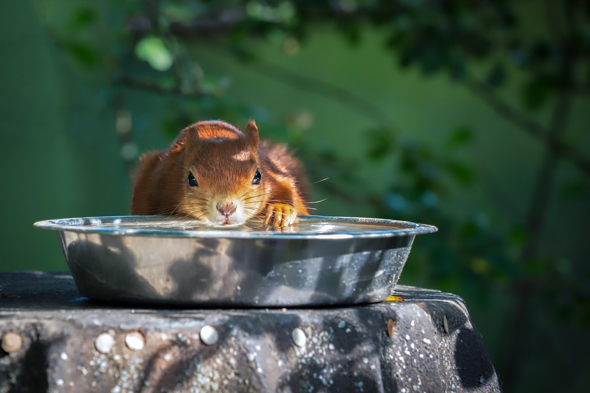 Eurasian Red Squirrel (Sciurus vulgaris)