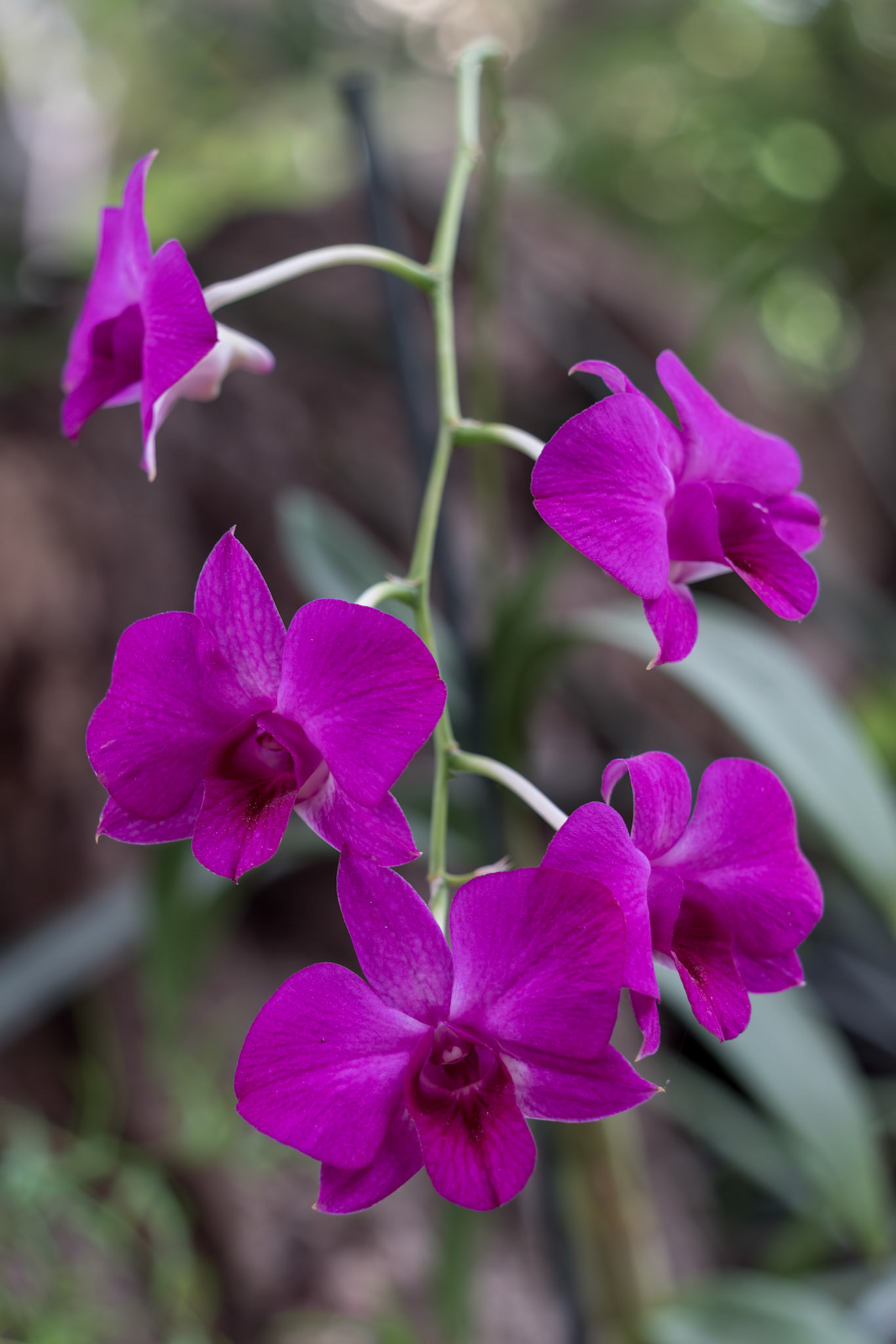 LOS PALMITOS, GRAN CANARIA, SPAIN - MARCH 8 : Pink Orchid flowering in Los Palmitos, Gran Canaria, Spain on March 8, 2022