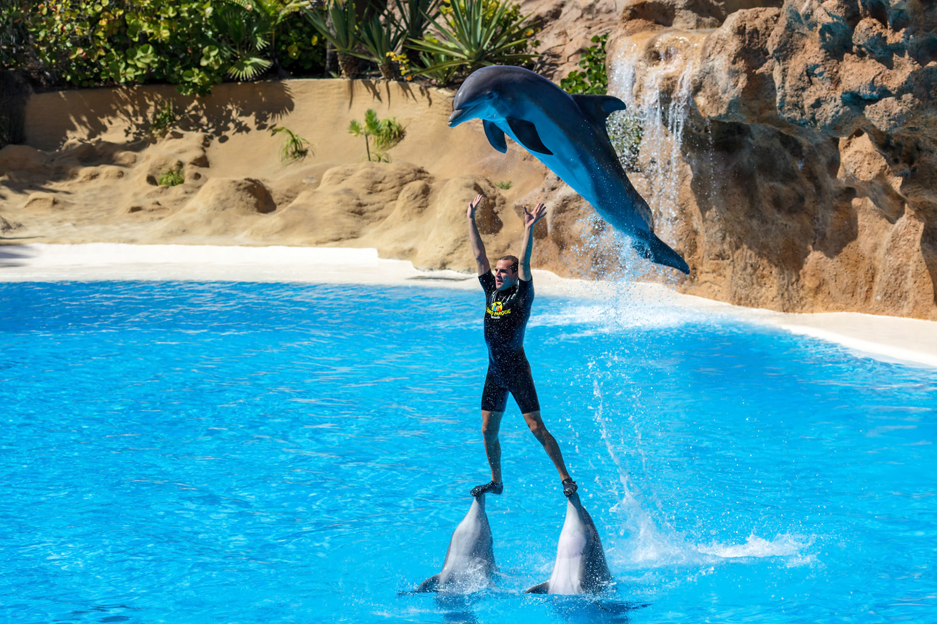 Dolphin Show at Loro Parque