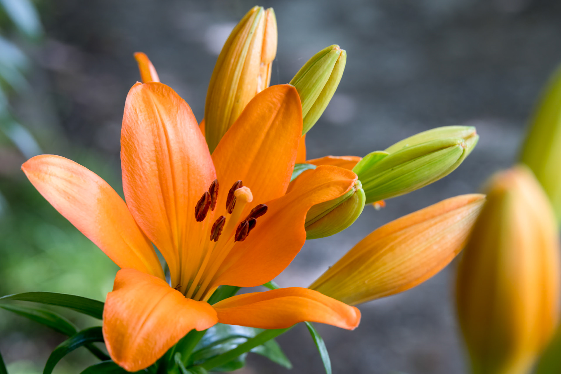 Closeup of orange Tiger Lilies flowering in a garden in Wales