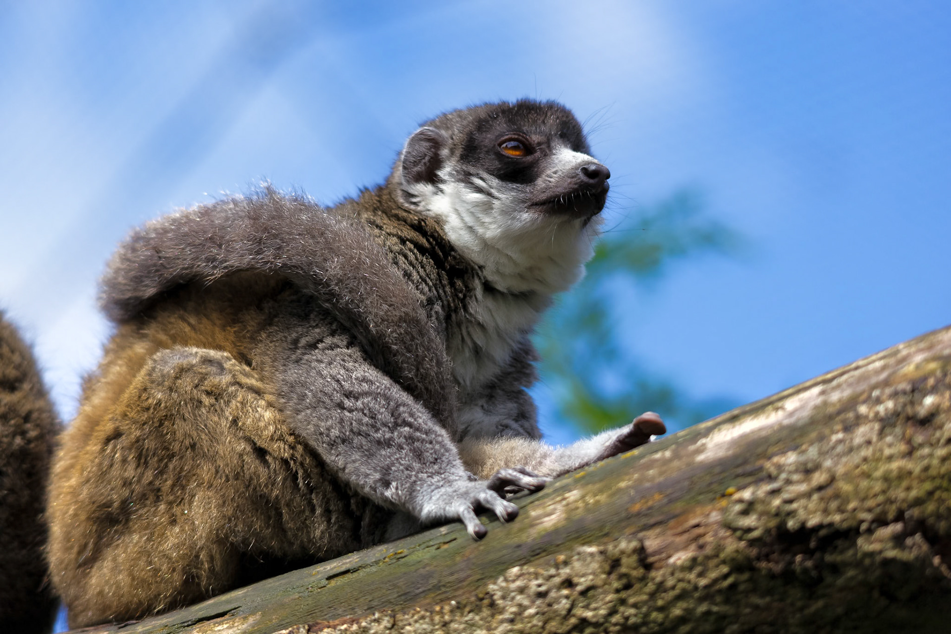 Young Ring-Tailed Lemur (Lemur catta)