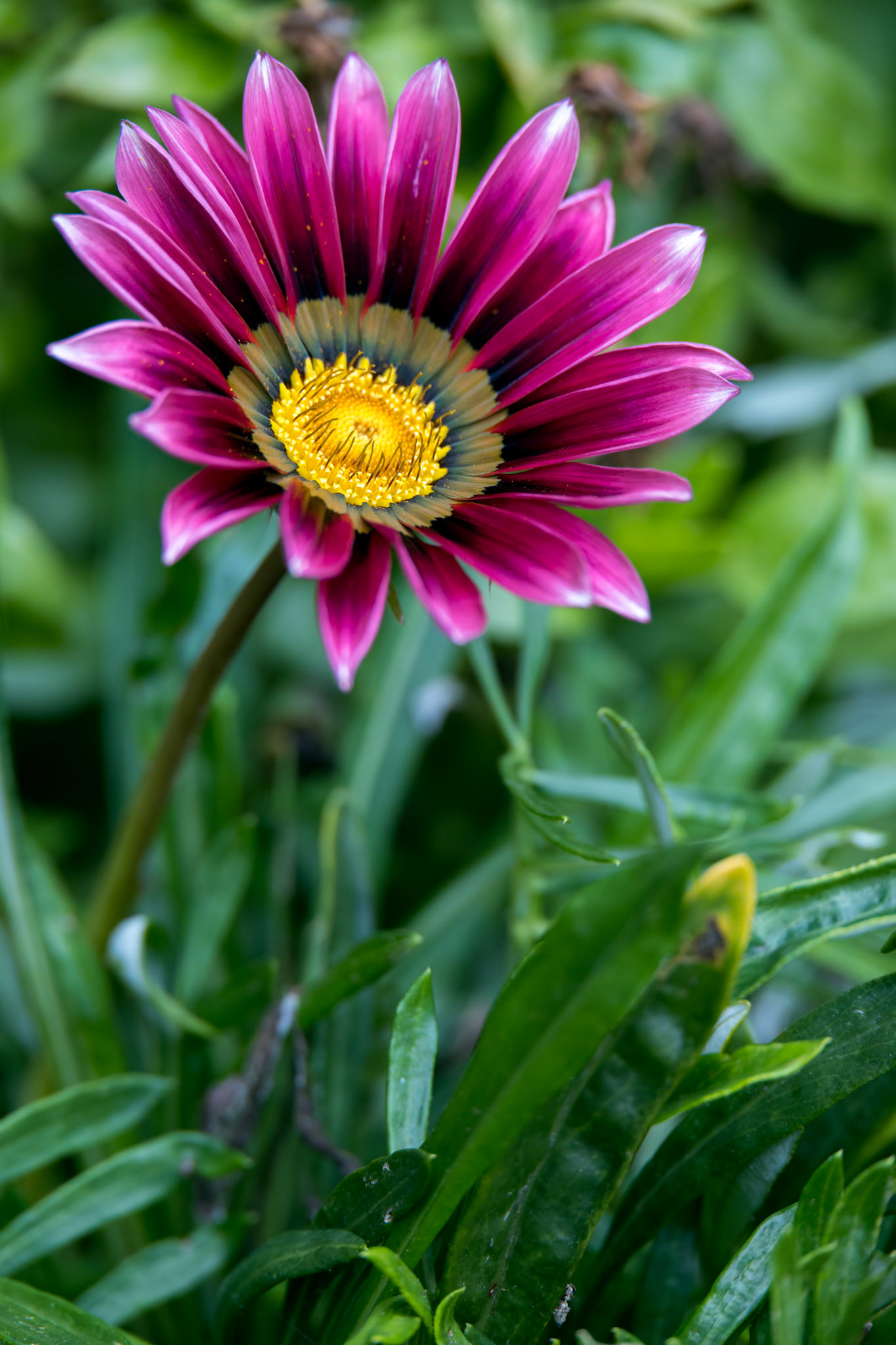 Purple Gazania flowering in an English garden