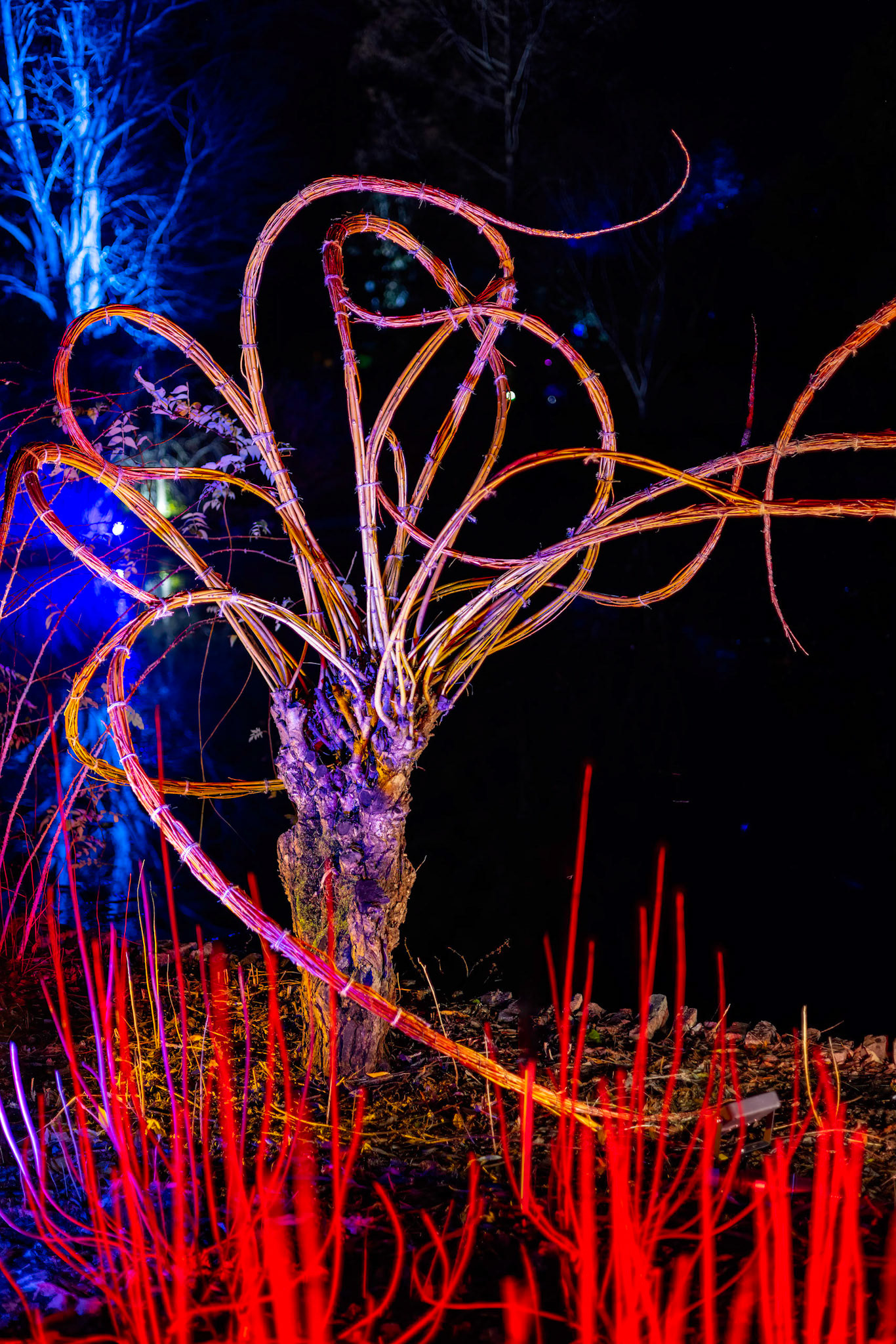 Wisley, Woking, Surrey, UK - November 19 : Christmas Glow 2022 at RHS Garden Wisley, Woking, Surrey, England, UK on November 19, 2022