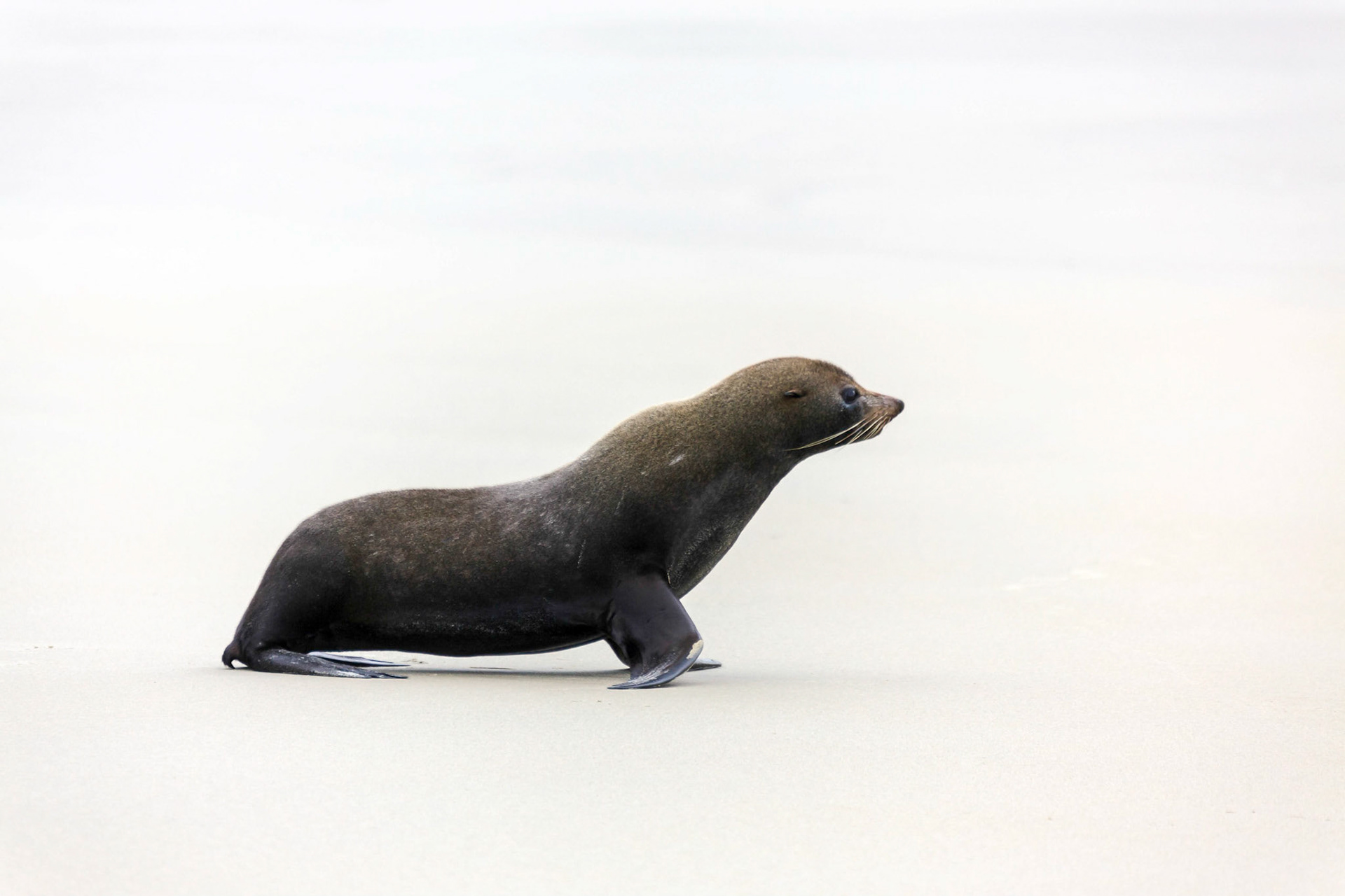 New Zealand Fur Seal (Arctocephalus forsteri)