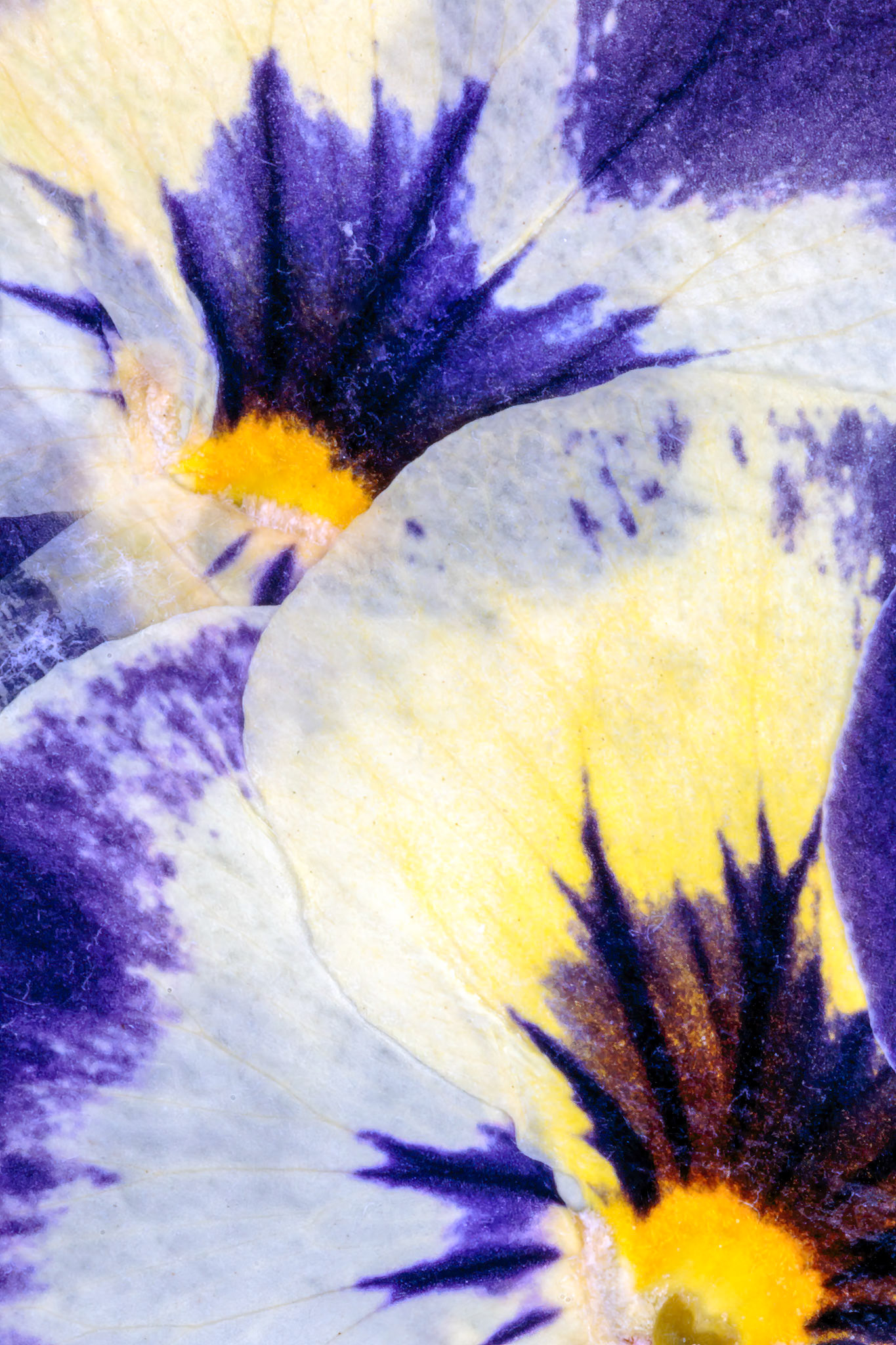 Pressed Flowers Abstract