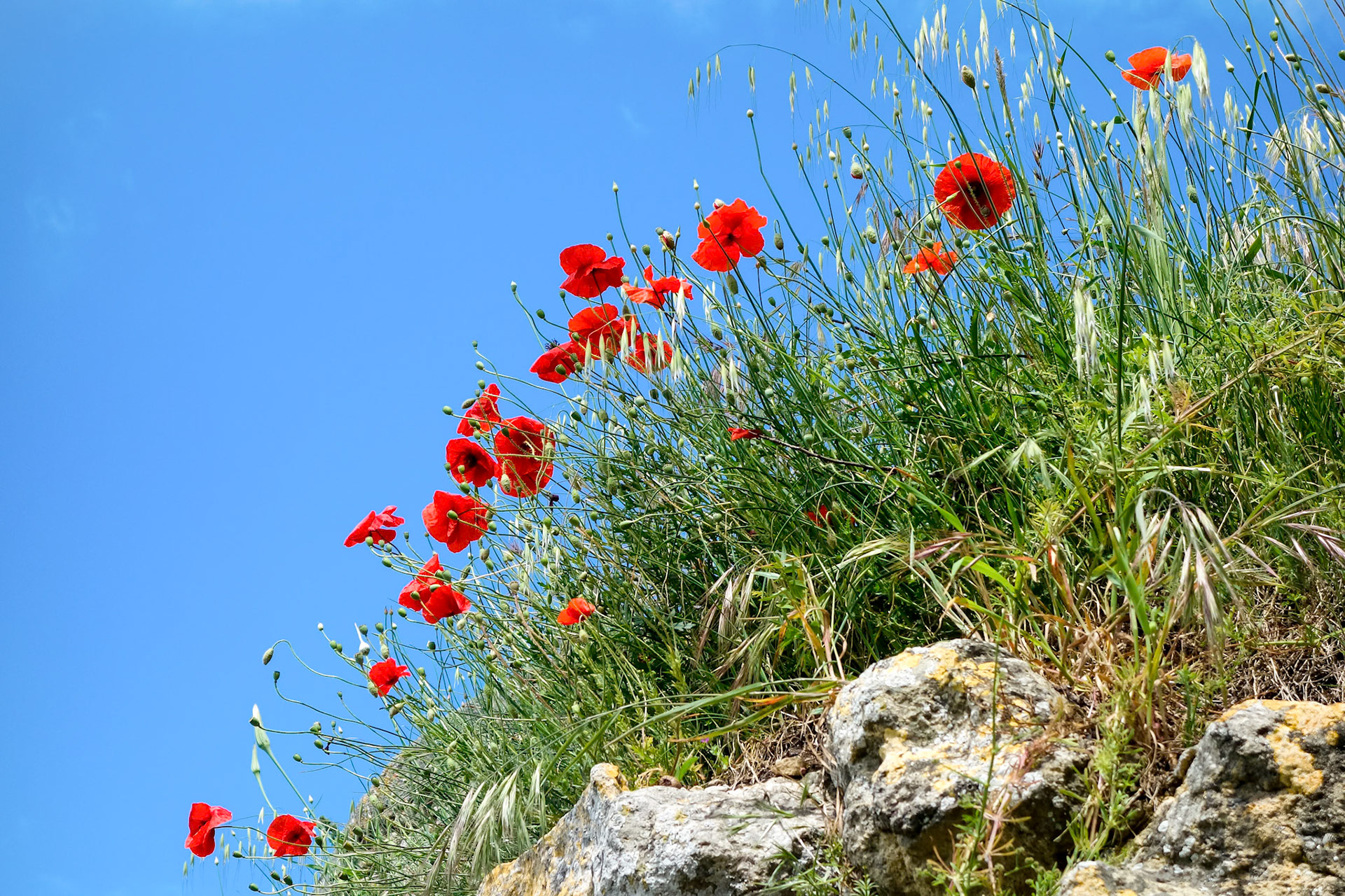 Poppies Growing in Val d'Orcia Tuscany