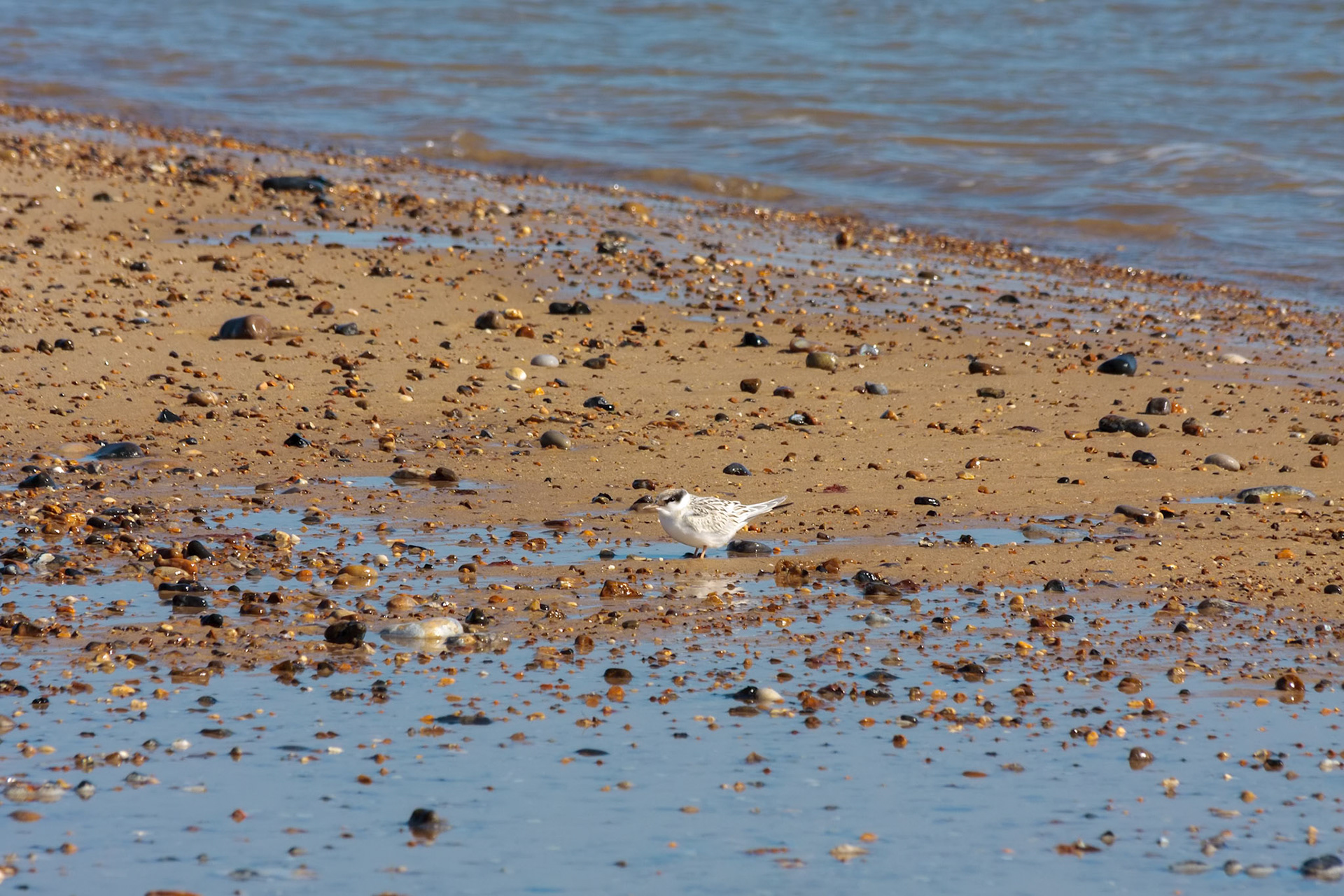 Little Tern juvenile (sternula albifrons) on the beach at Winterton-on-Sea Norfolk