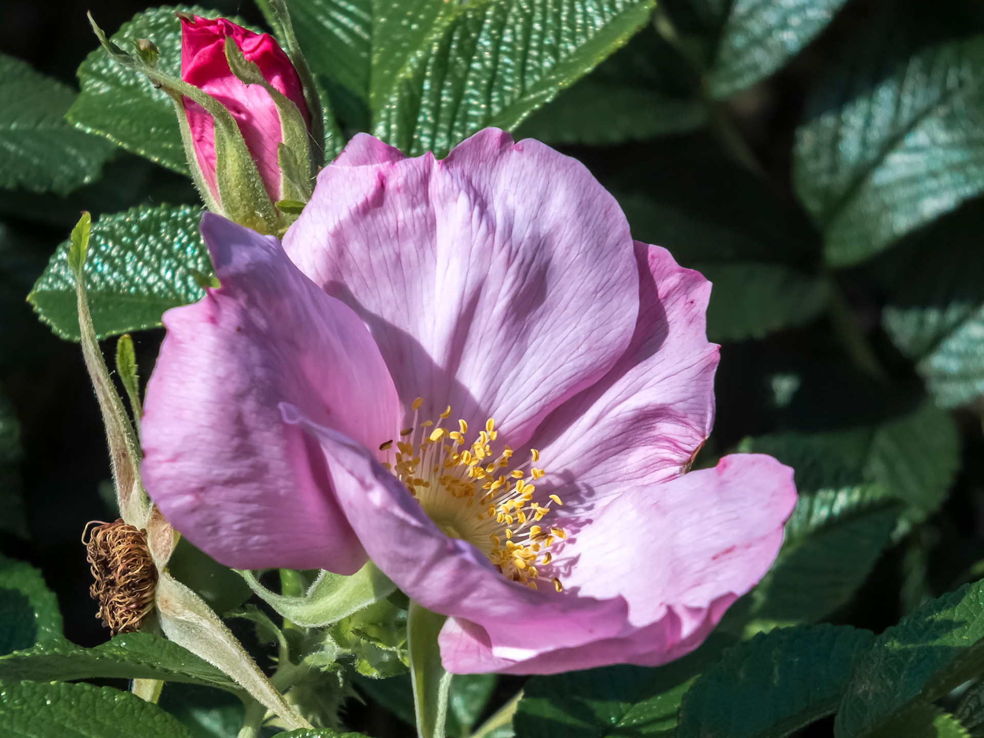 Cultivated Ornamental Dog Rose