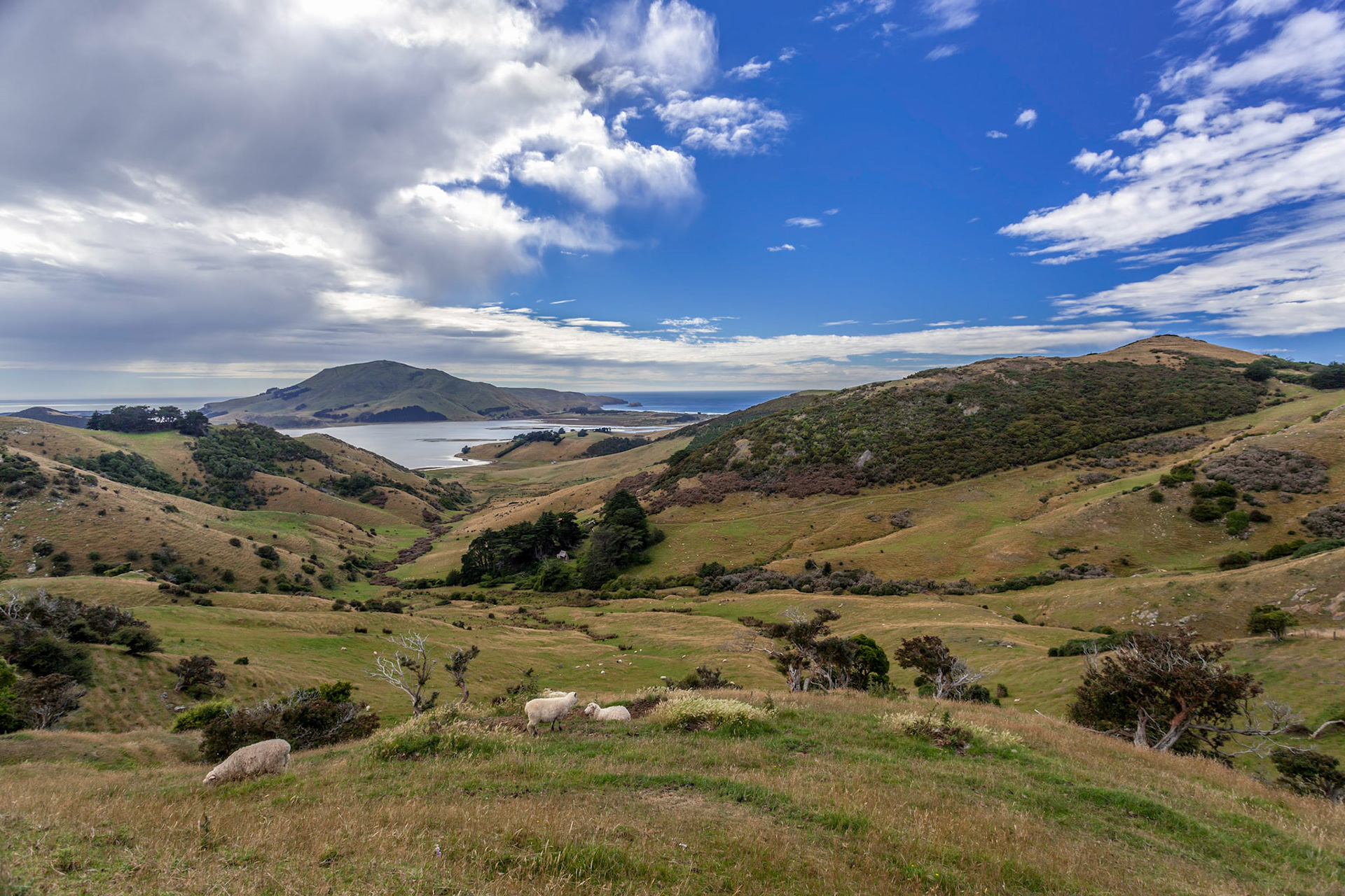 The Otago Peninsula New Zealand