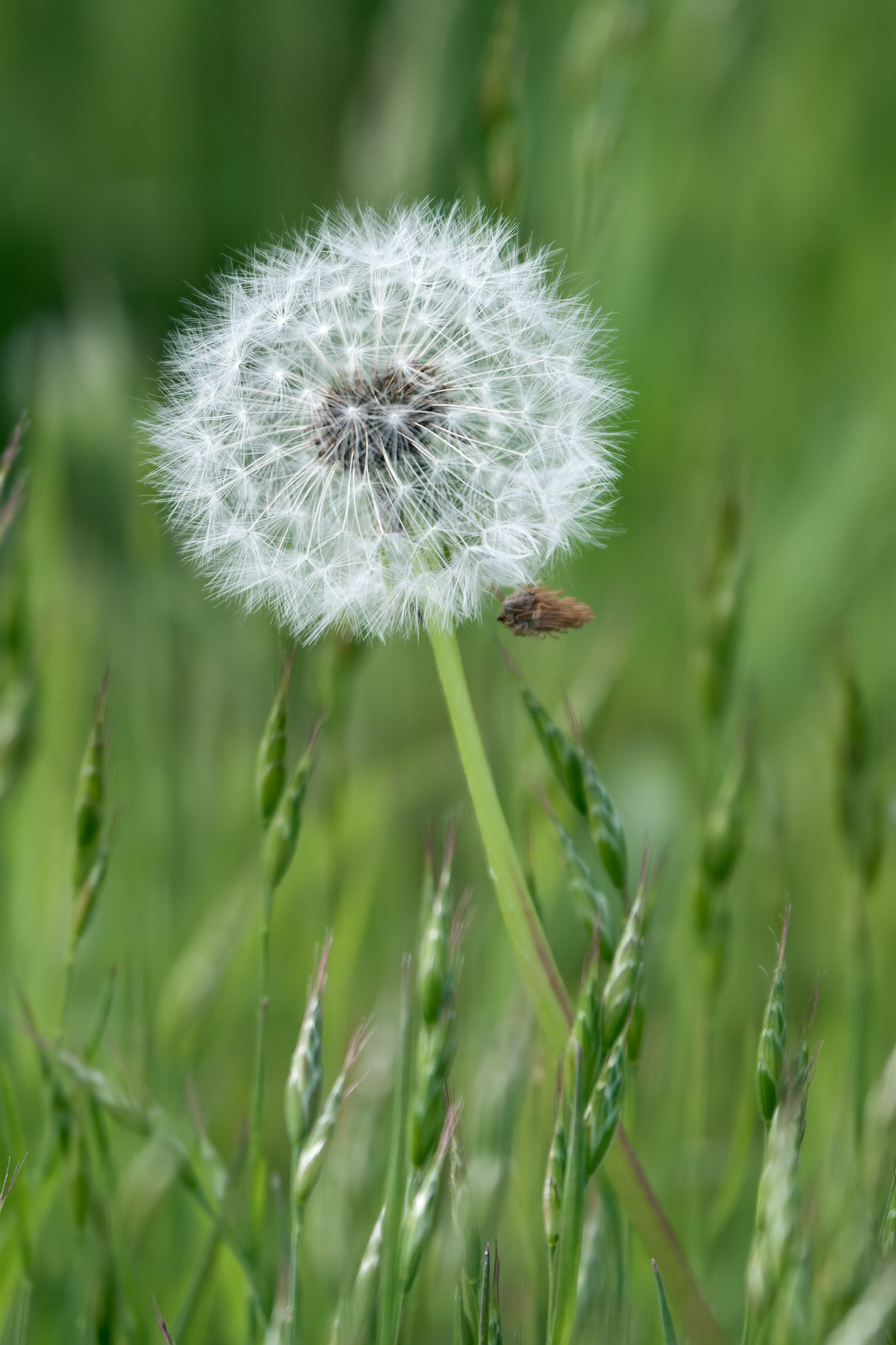 Close-up of a Dandelion (Taraxacum) seed head in a field in Godstone Surrey