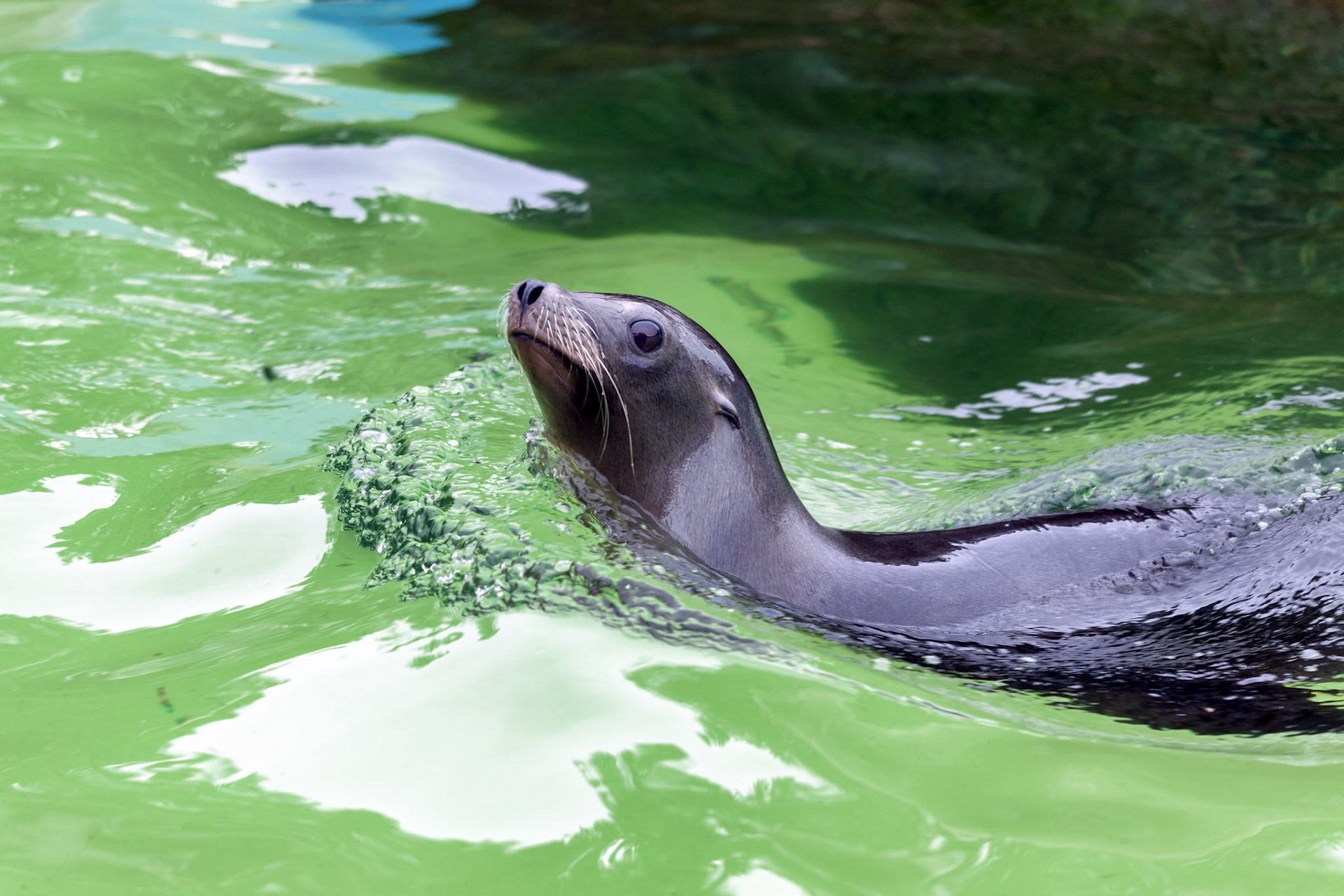 California Sea Lion (Zalaphus californianus)