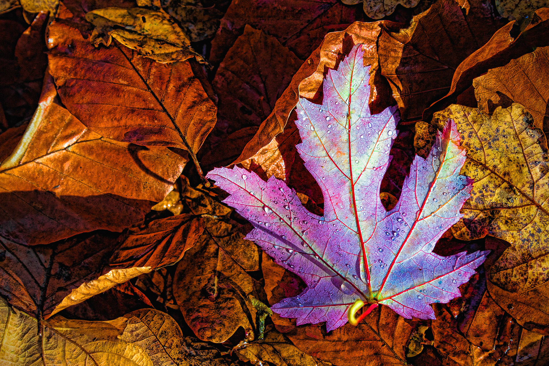 Autumn Leaves