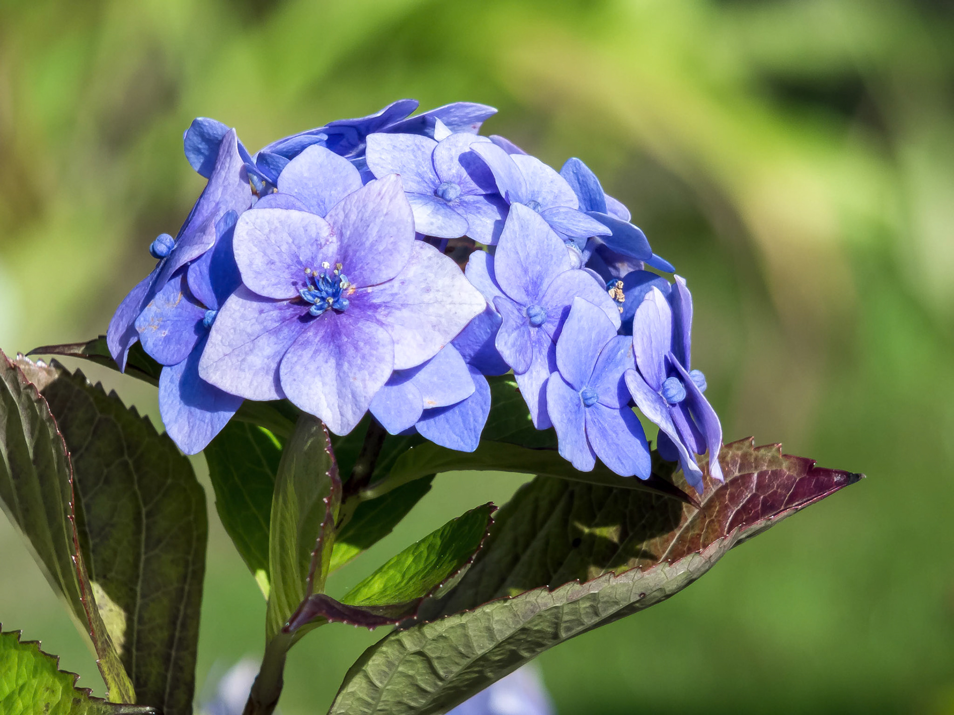 Common Hydrangea (H macrophylla)