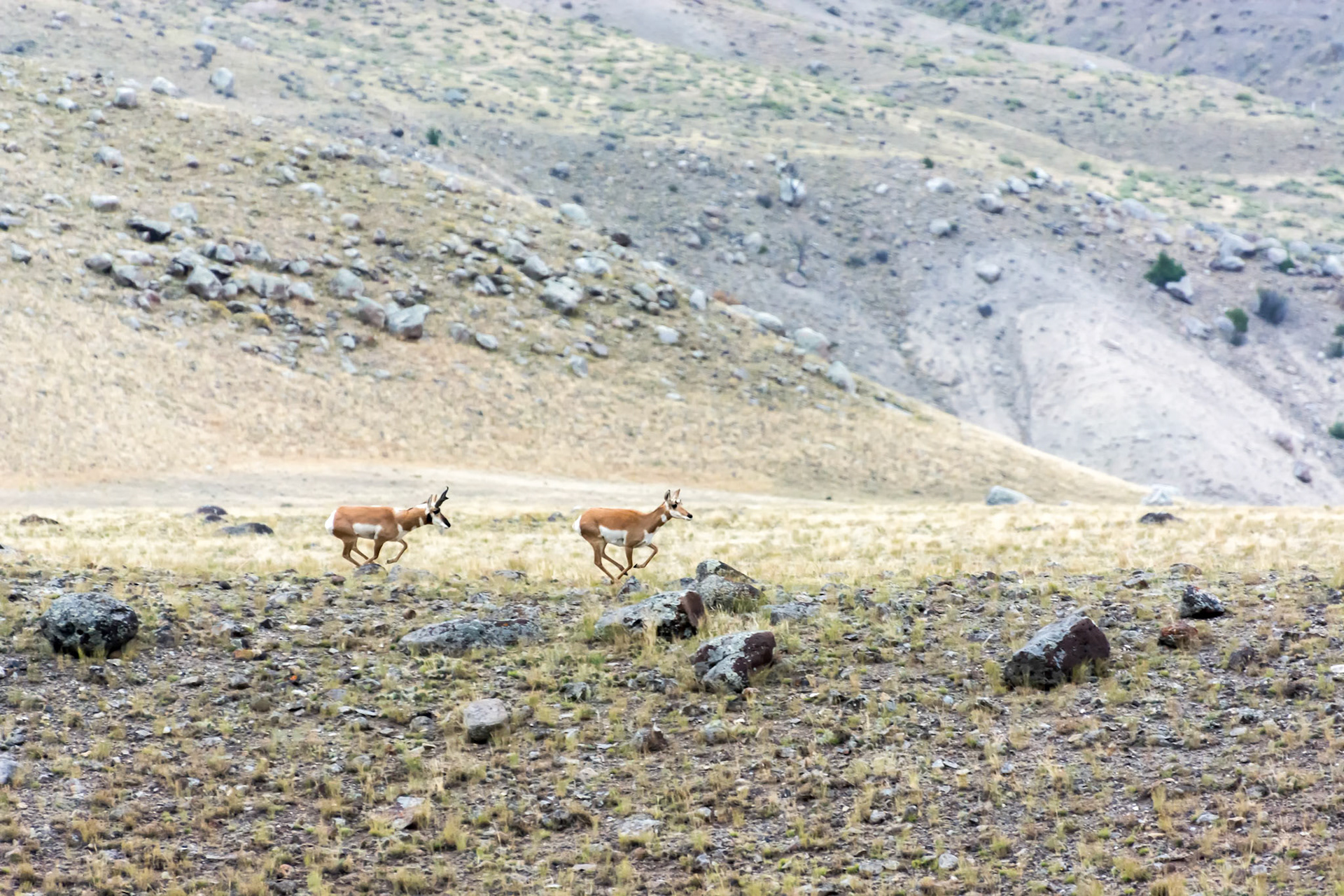 Pronghorn (Antilocapra americana)