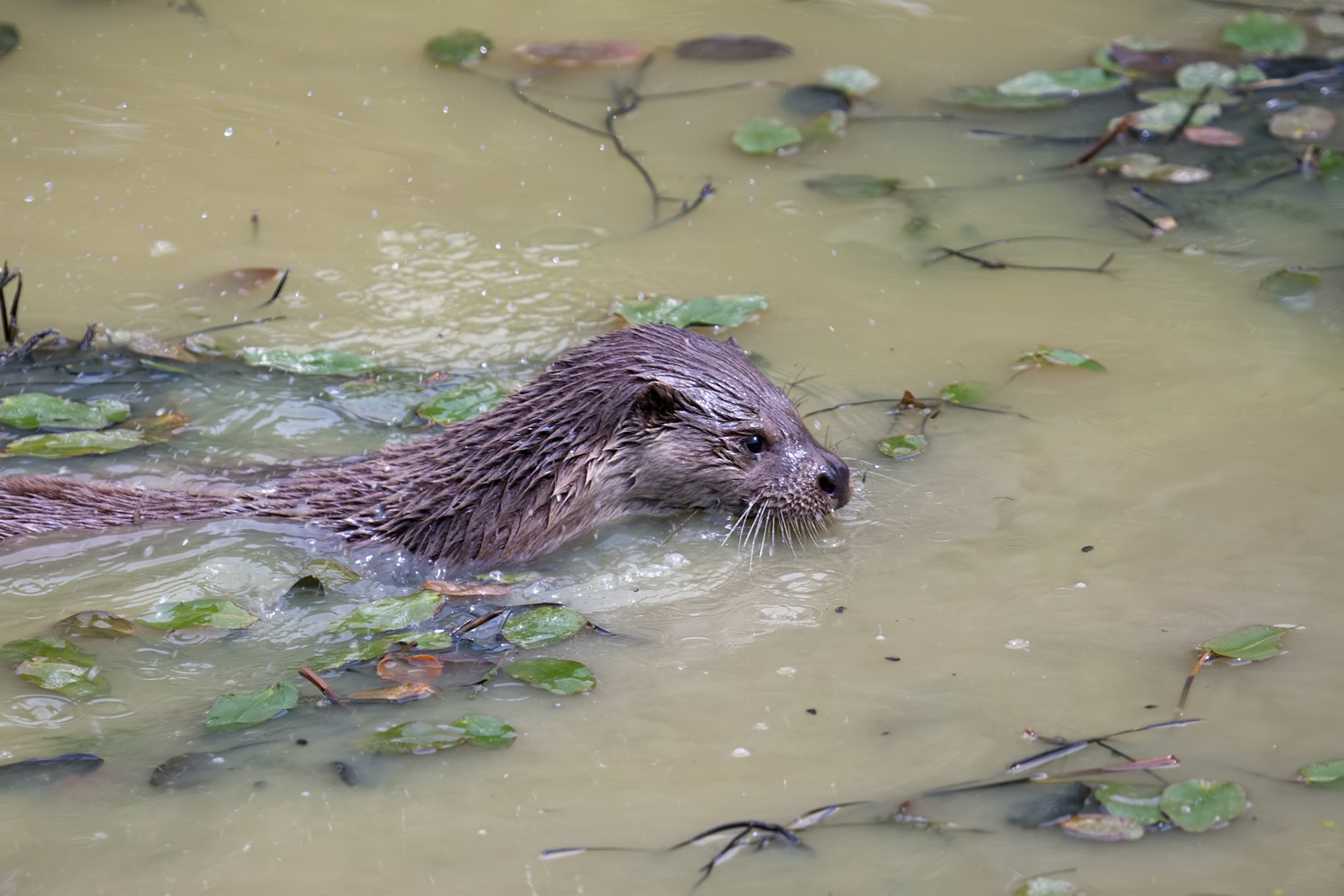 Otter Swimming