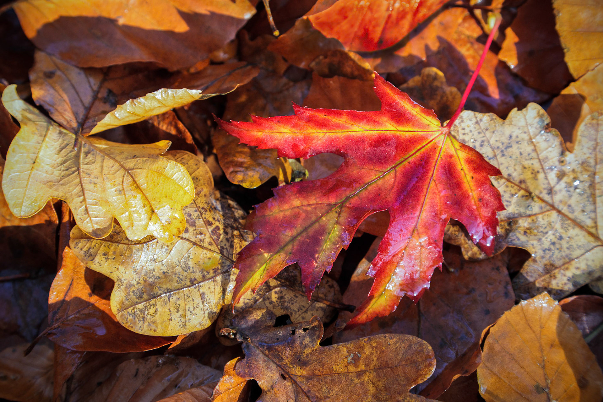 Autumn Leaves