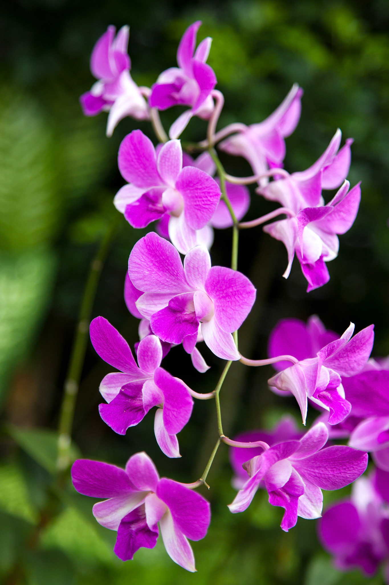 Orchid in Singapore Botannical Gardens