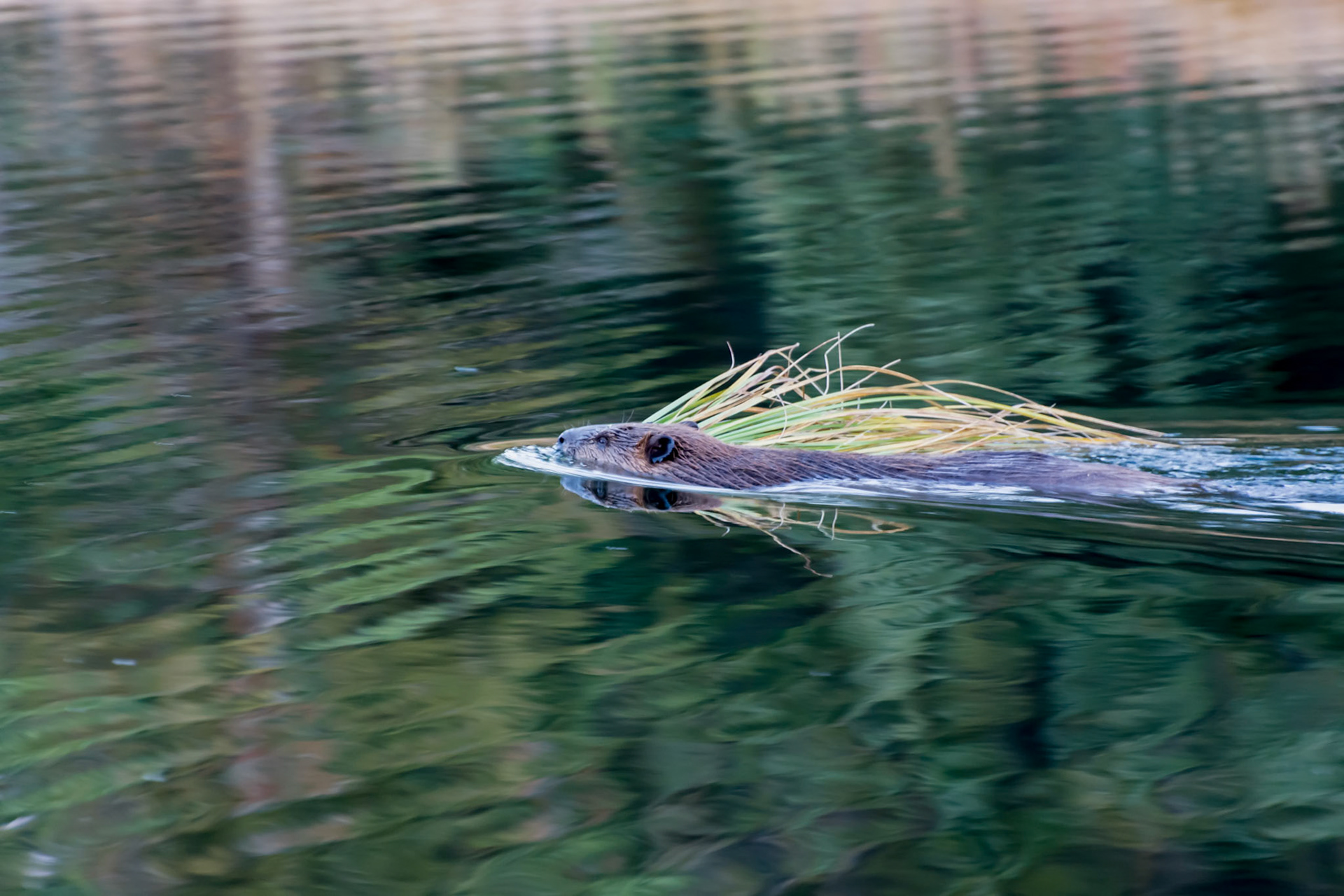 North American Beaver (Castor canadensis)