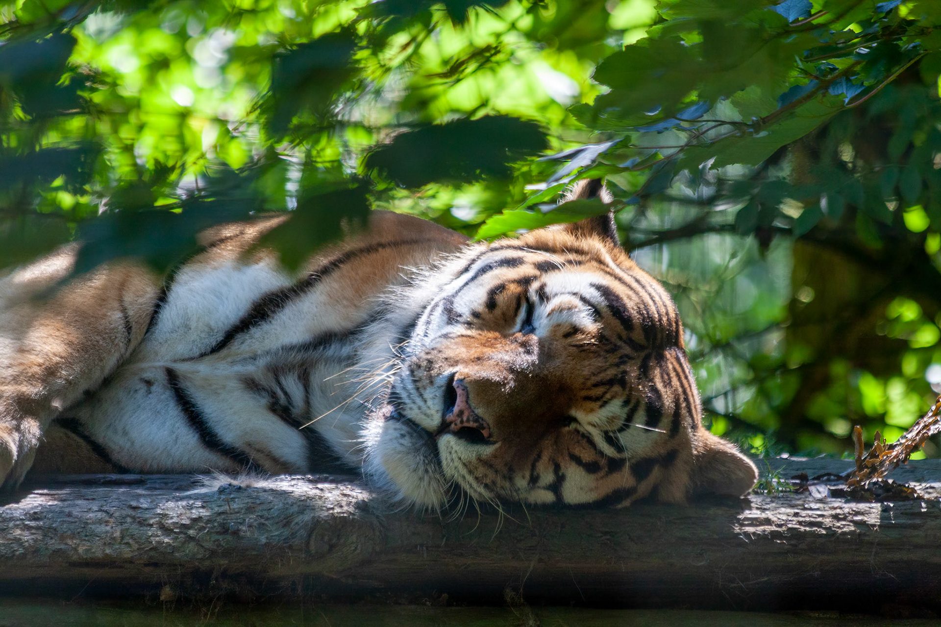 Bengal Tiger (Panthera tigris tigris) sleeping