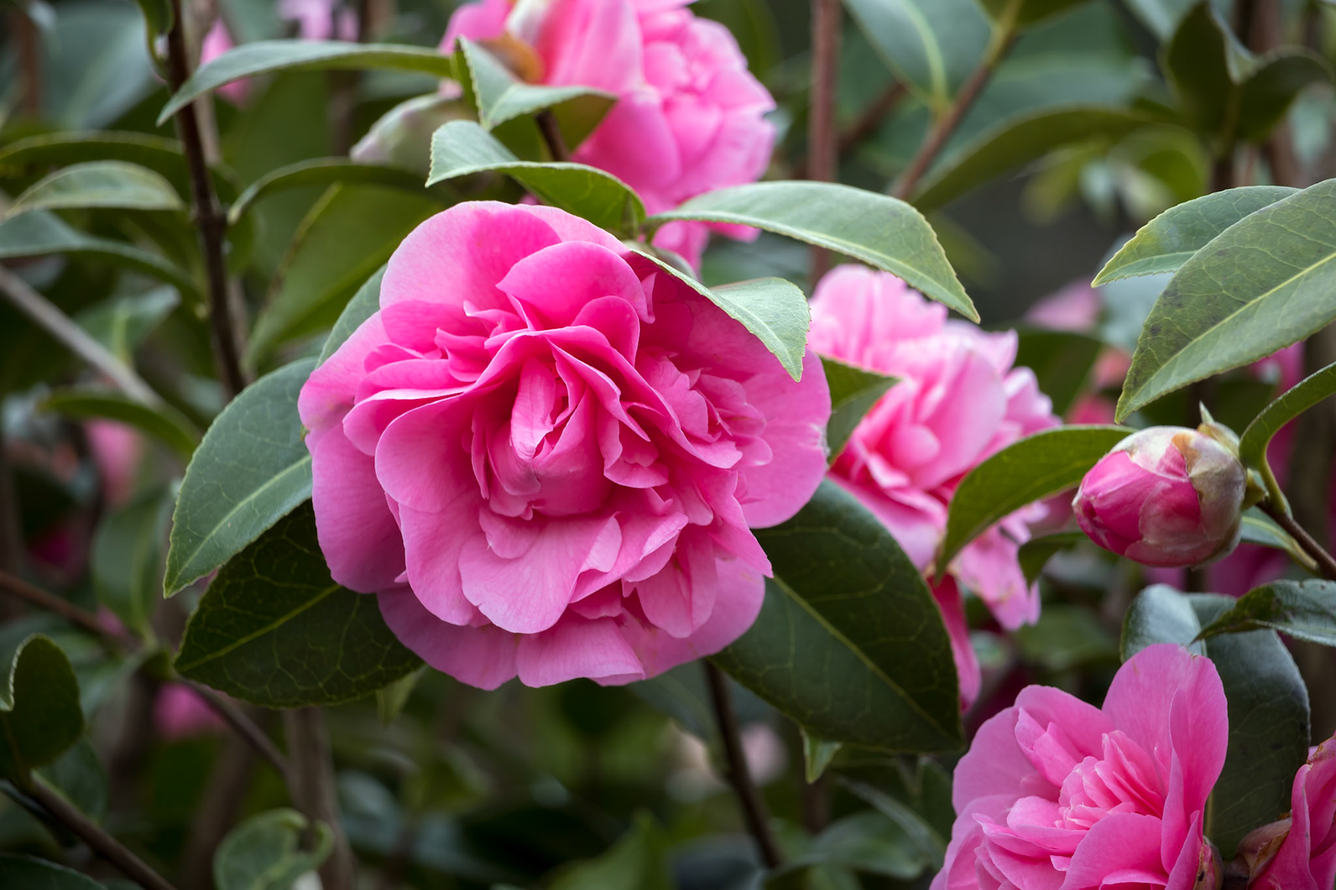 Pink Camellia in Full Bloom in East Grinstead