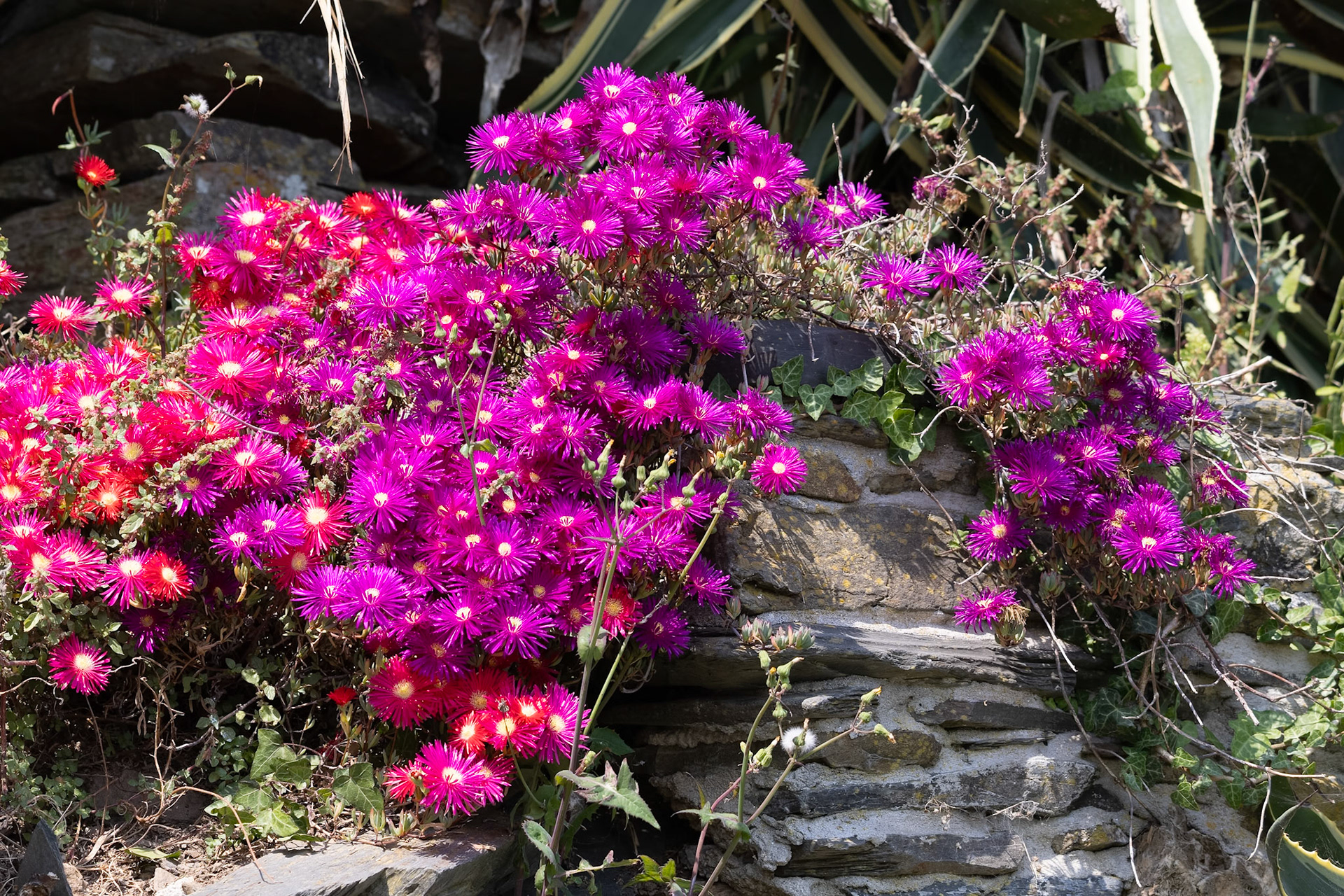 Freeway Iceplant, Carpobrotus edulis, flowering in Padstow Cornwall