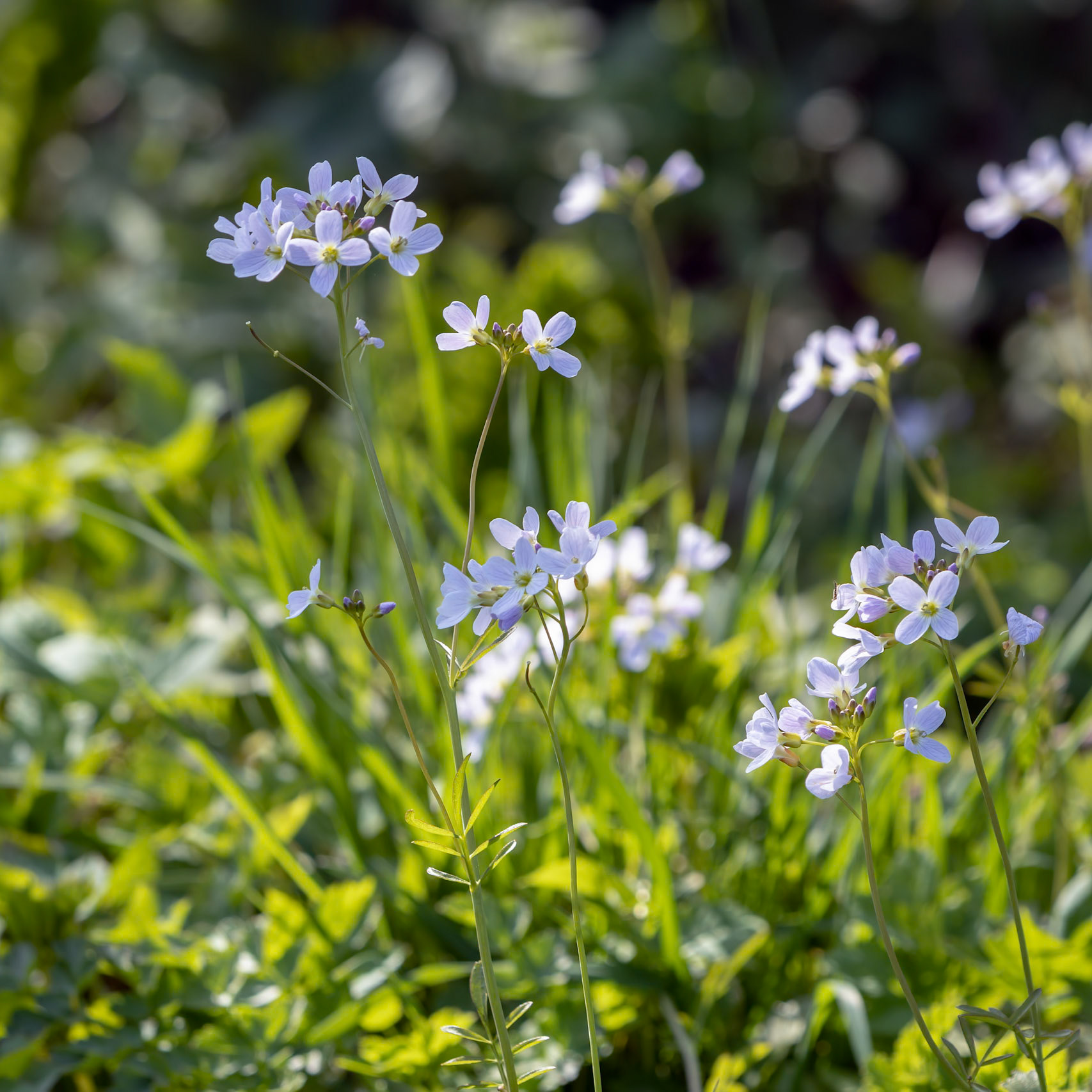 Cuckoo flowers (Cardamine pratensis) flowering in the spring sunshine at Birch Grove in East Sussex