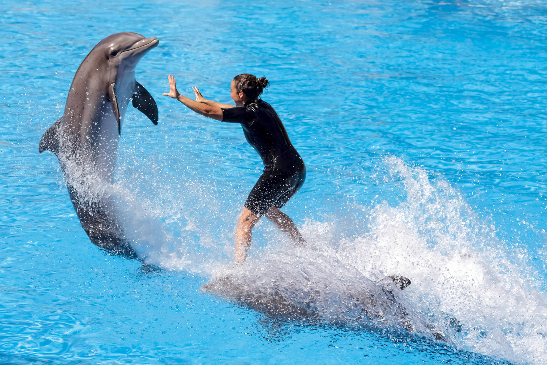 Dolphin Show at Loro Parque