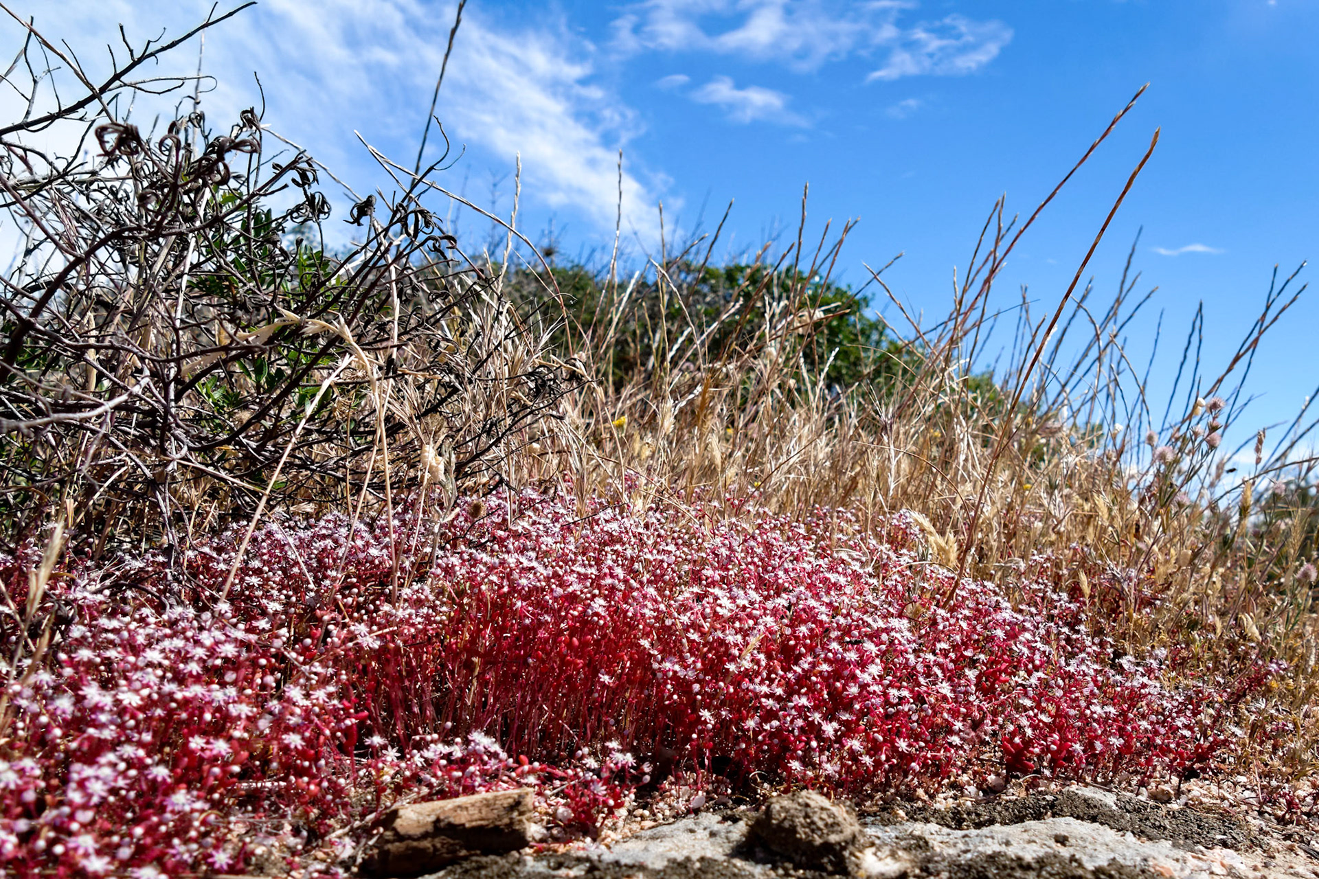 Red Saxifrage (Saxifraga) in Sardinia